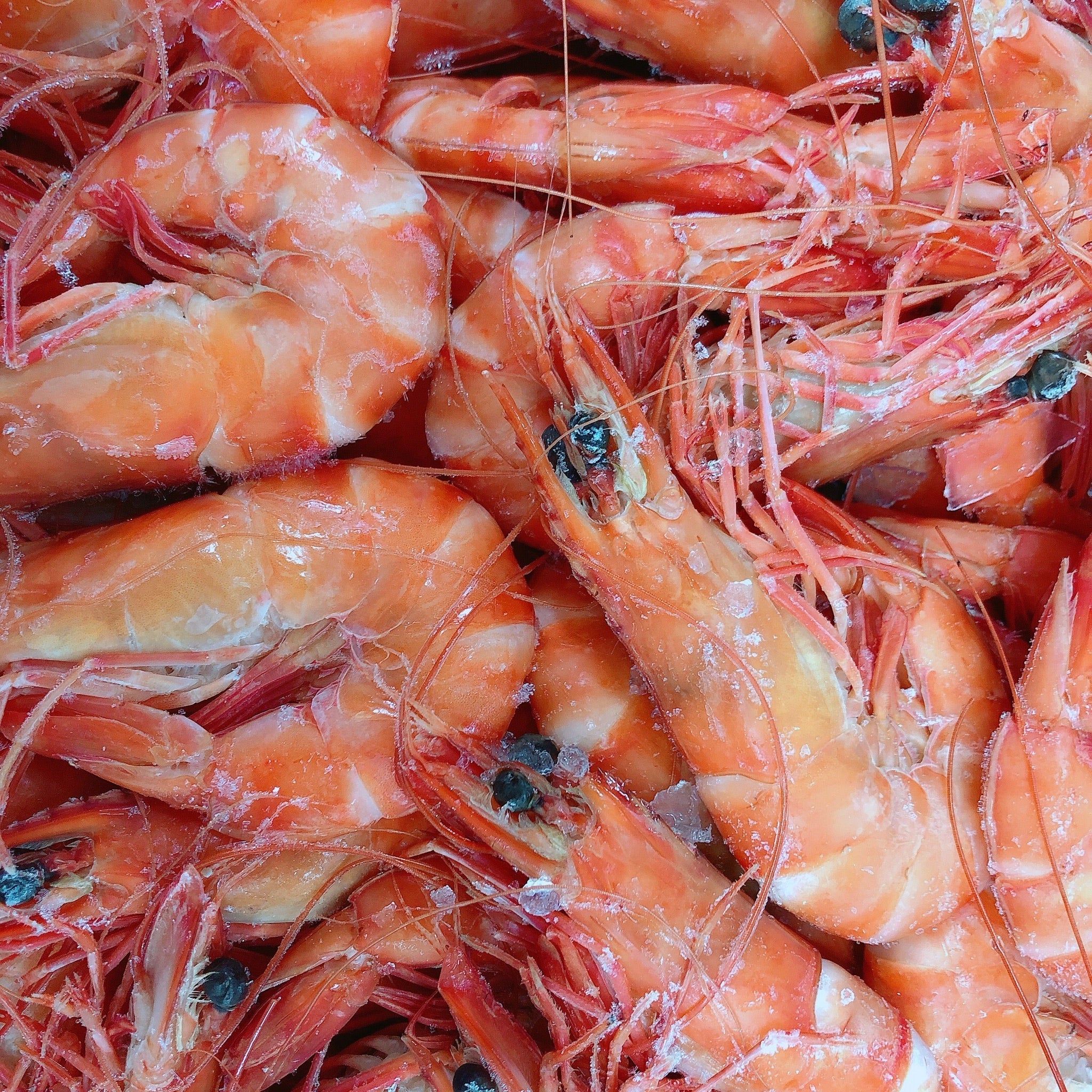 AUSTRALIAN COOKED MEDIUM TIGER PRAWNS 3KG BOX (FROZEN 16/20)