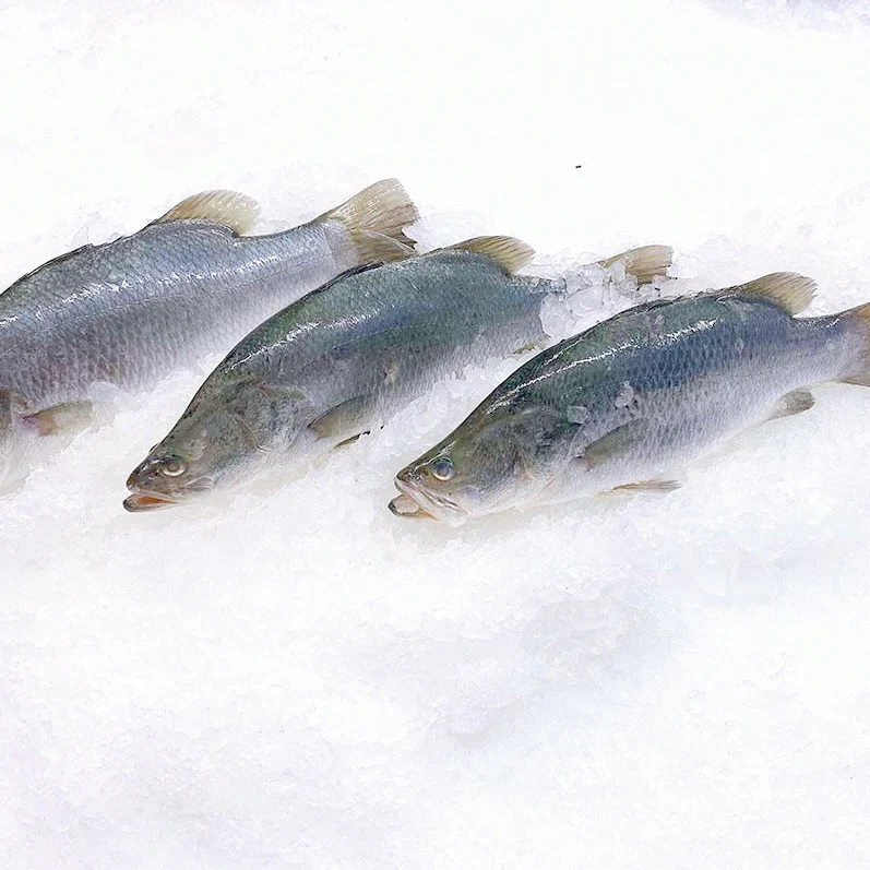 BABY BARRAMUNDI 700G - 800G (1 FISH)