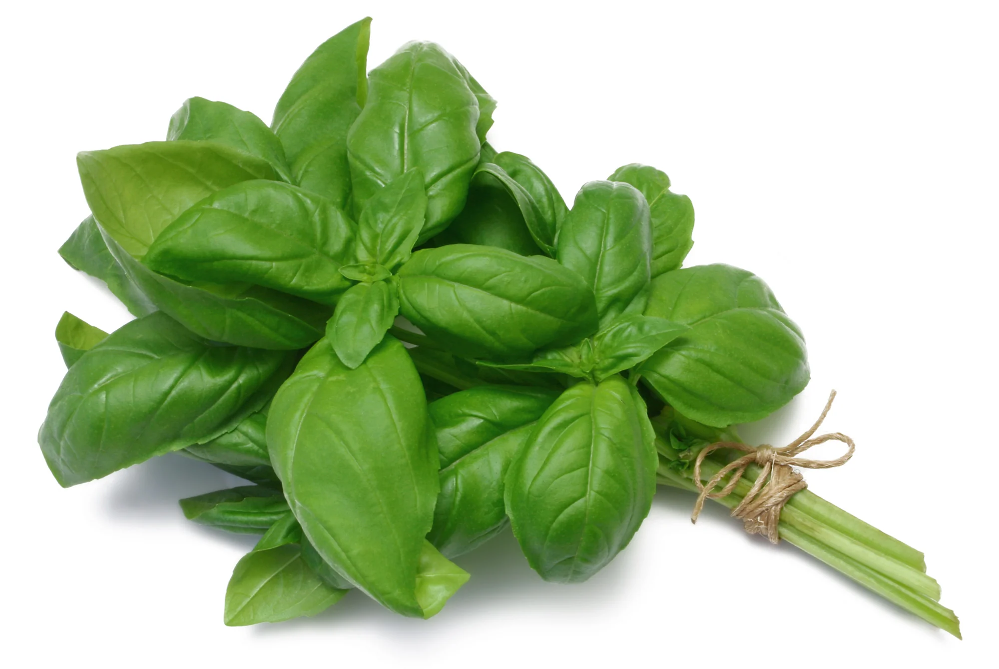 BASIL (1 BUNCH)