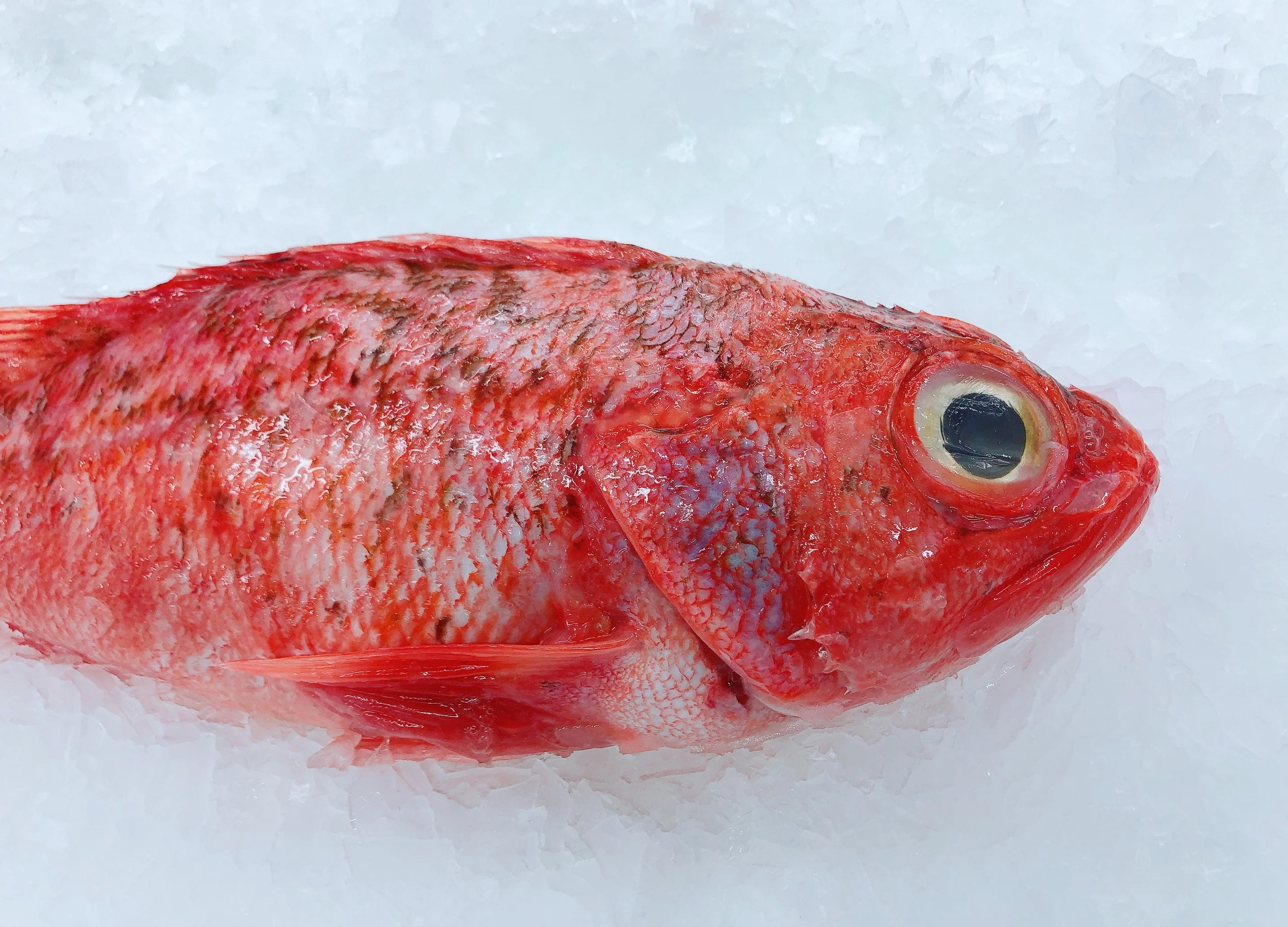 BIG EYE OCEAN PERCH 800G - 900G (1 FISH)