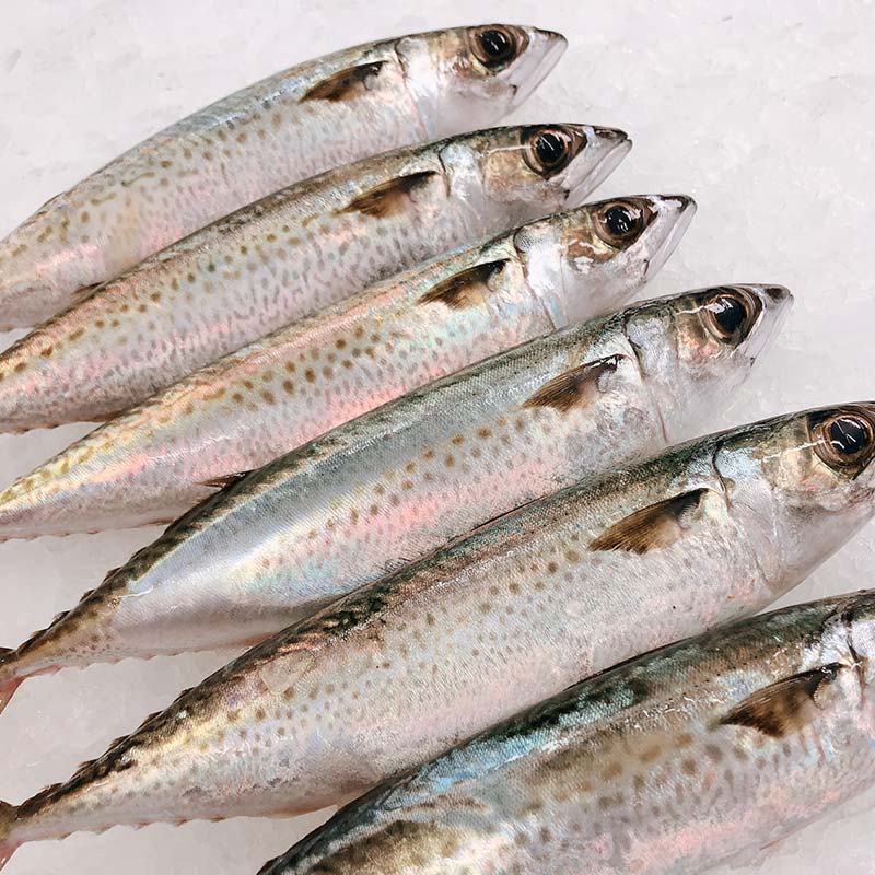 BLUE MACKEREL (MIN 1KG)