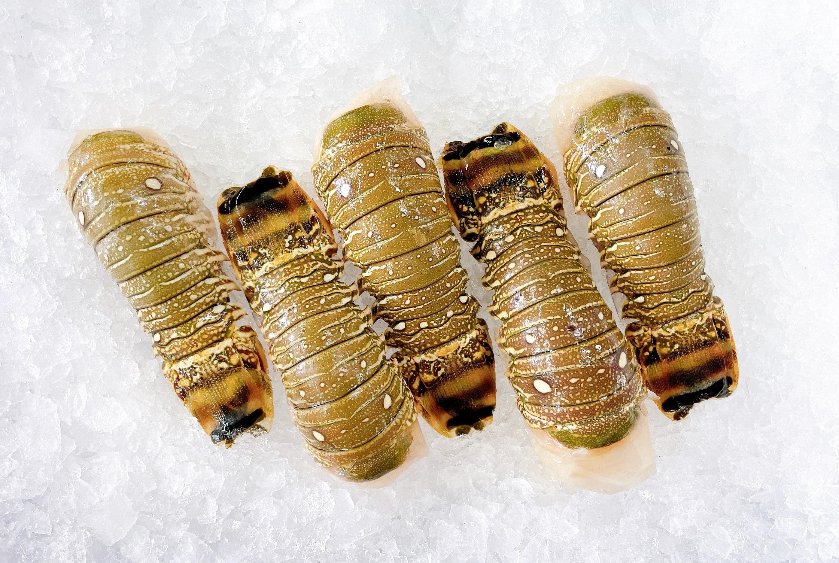 BRAZILIAN LOBSTER TAILS 100G - 120G (1 EACH)