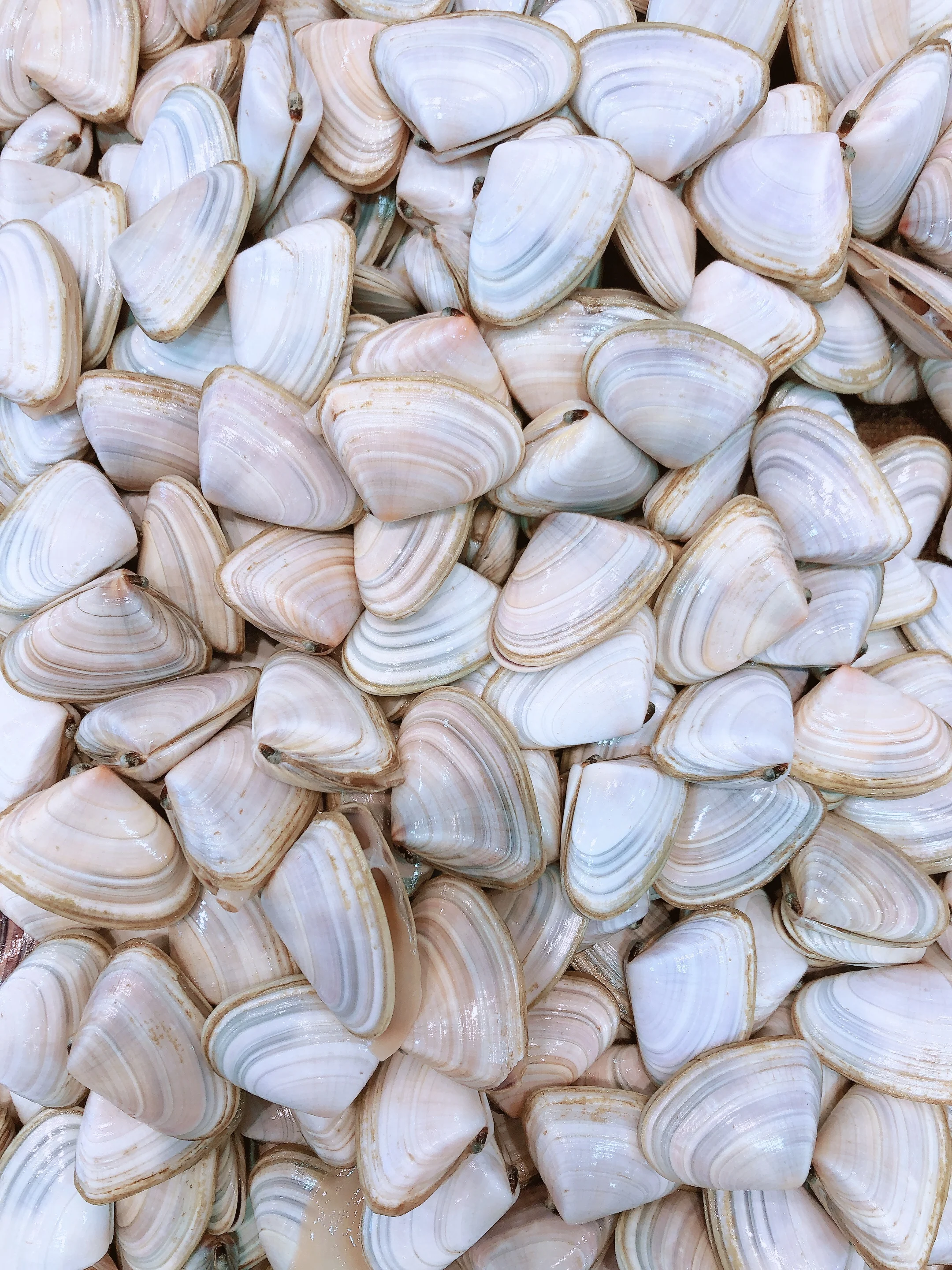 BULK PURCHASE LIVE PIPPIES (5KG)