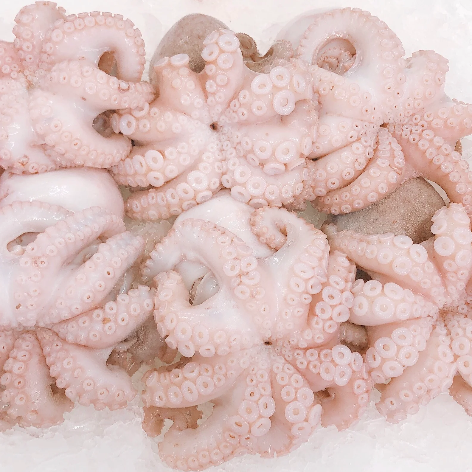 BULK PURCHASE MEDIUM OCTOPUS (10KG)