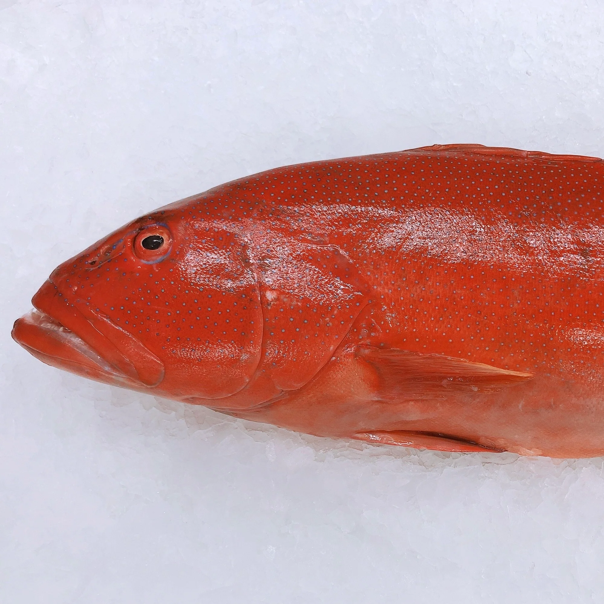 CORAL TROUT 1.4KG - 1.6KG (1 FISH)