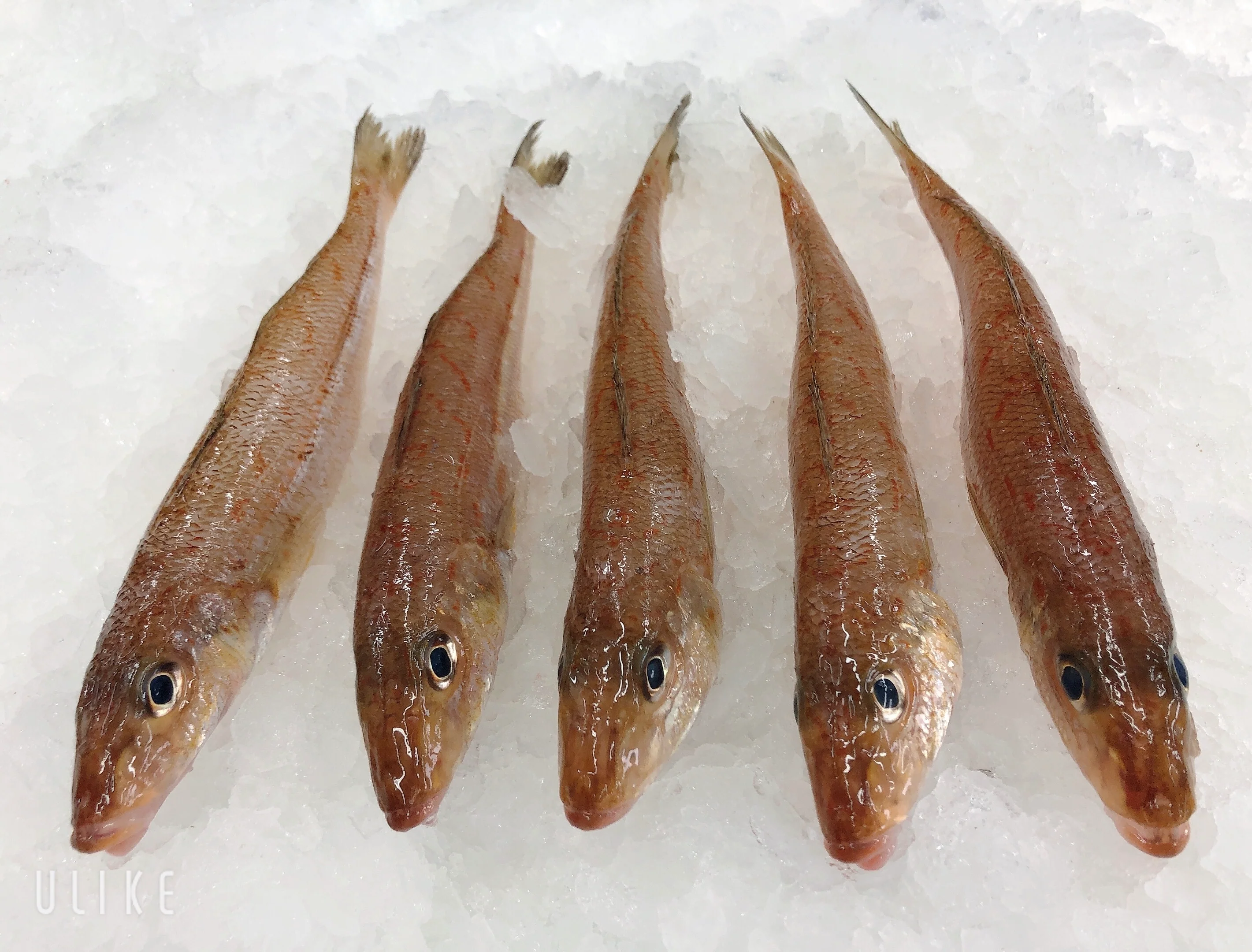 EASTERN SCHOOL (RED SPOT) WHITING (MIN 500G)