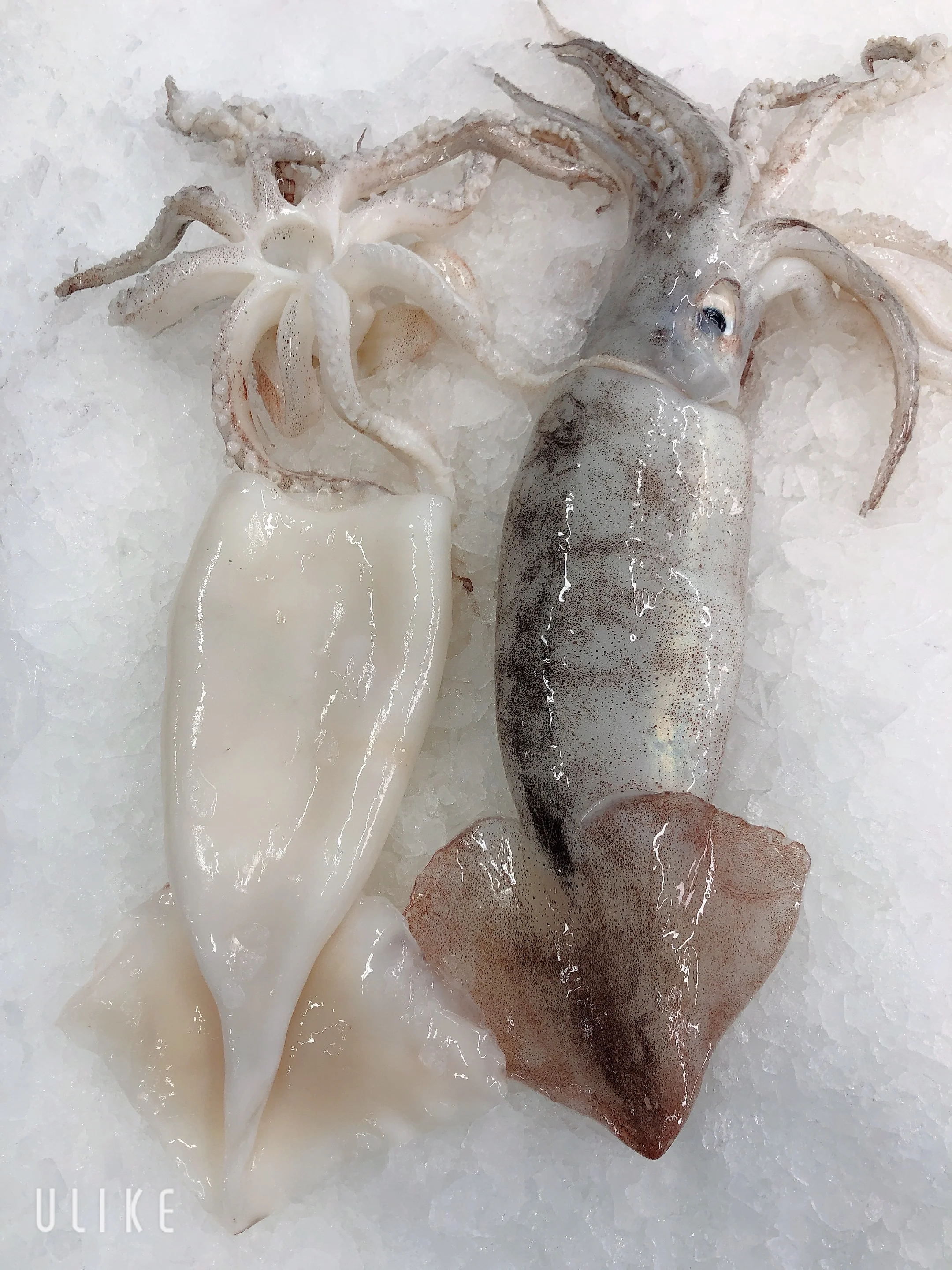 FEE - CUTTLEFISH CALAMARI AND SQUID CLEANING FEE (MIN 1KG)