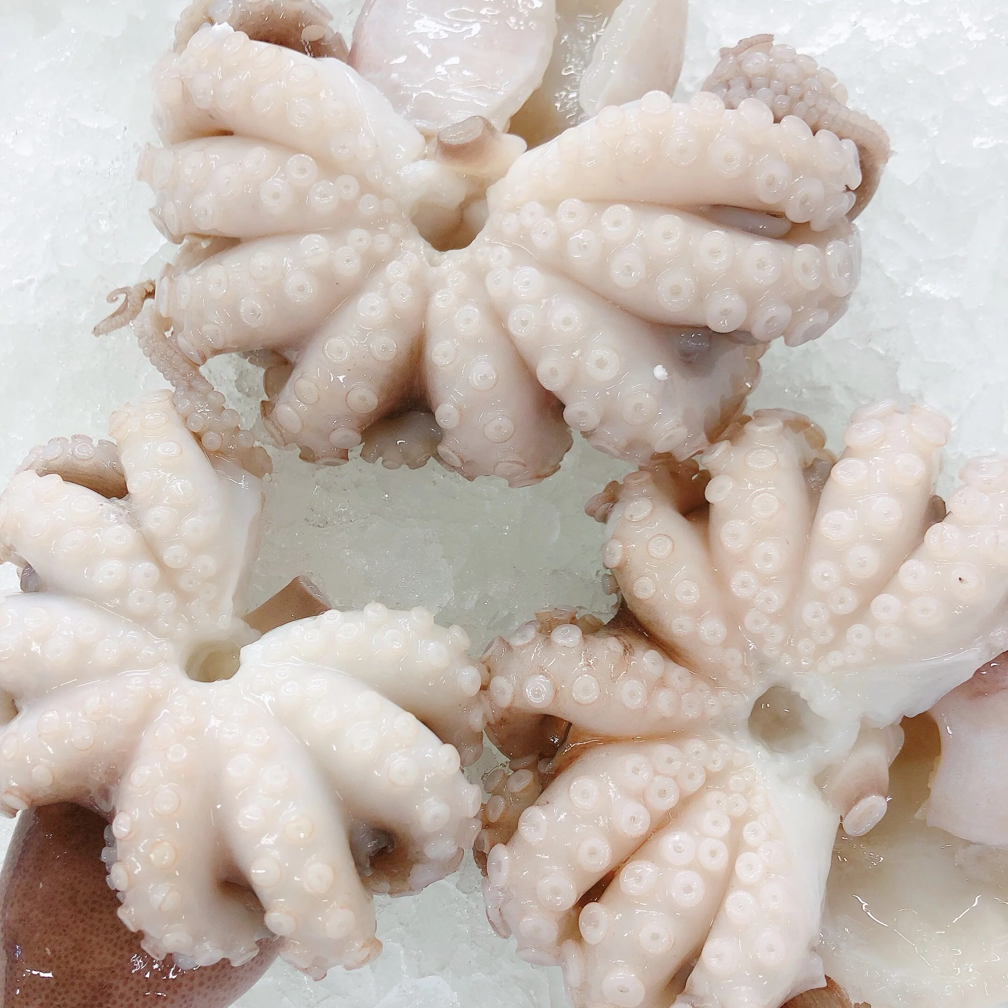 FEE - OCTOPUS CLEANING FEE  (MIN 1KG)