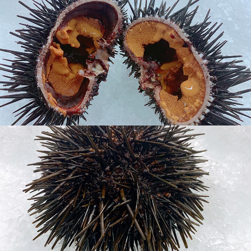 FRESH READY-TO-EAT SEA URCHINS (1 EACH)