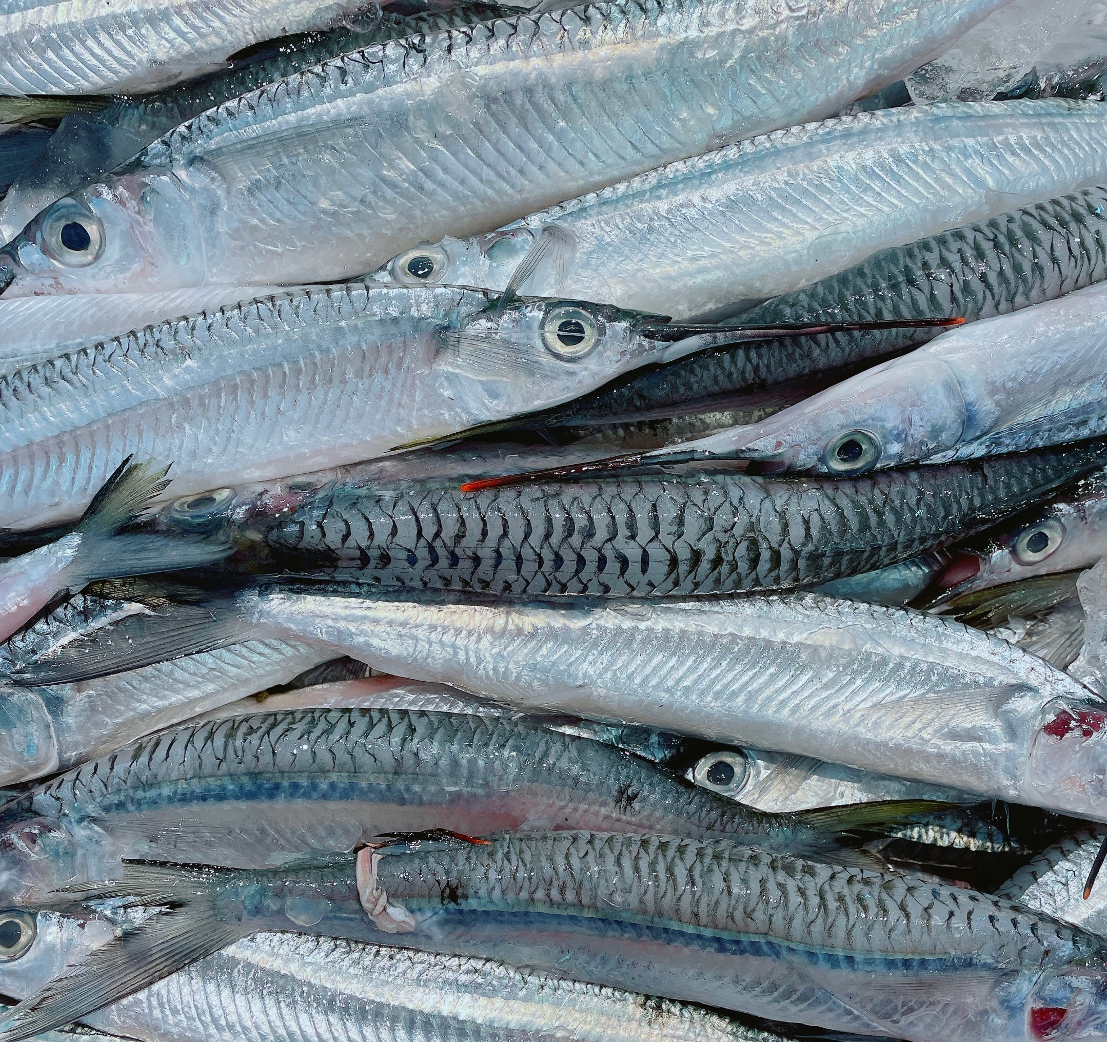 GARFISH (MIN 500G)