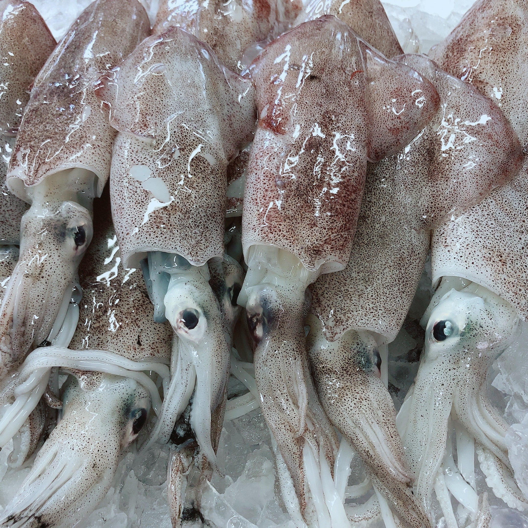 HAWKESBURY CALAMARI (MIN 500G)