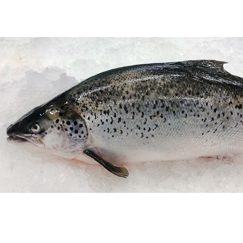 HUON TASMANIAN ATLANTIC SALMON 3.6KG - 3.8KG (MIN 1 FISH)
