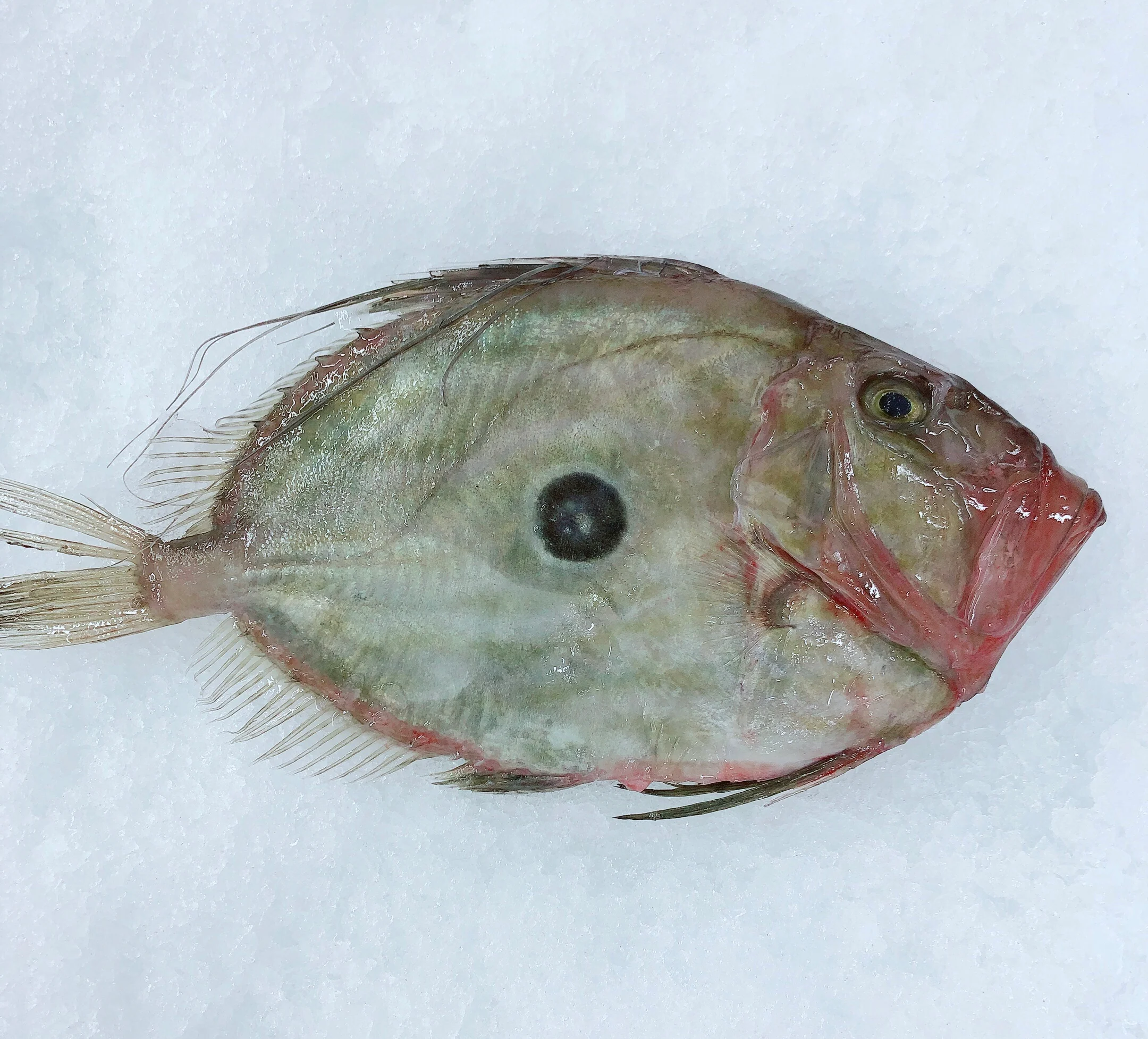 JOHN DORY 2.1KG - 2.3KG (1 FISH)
