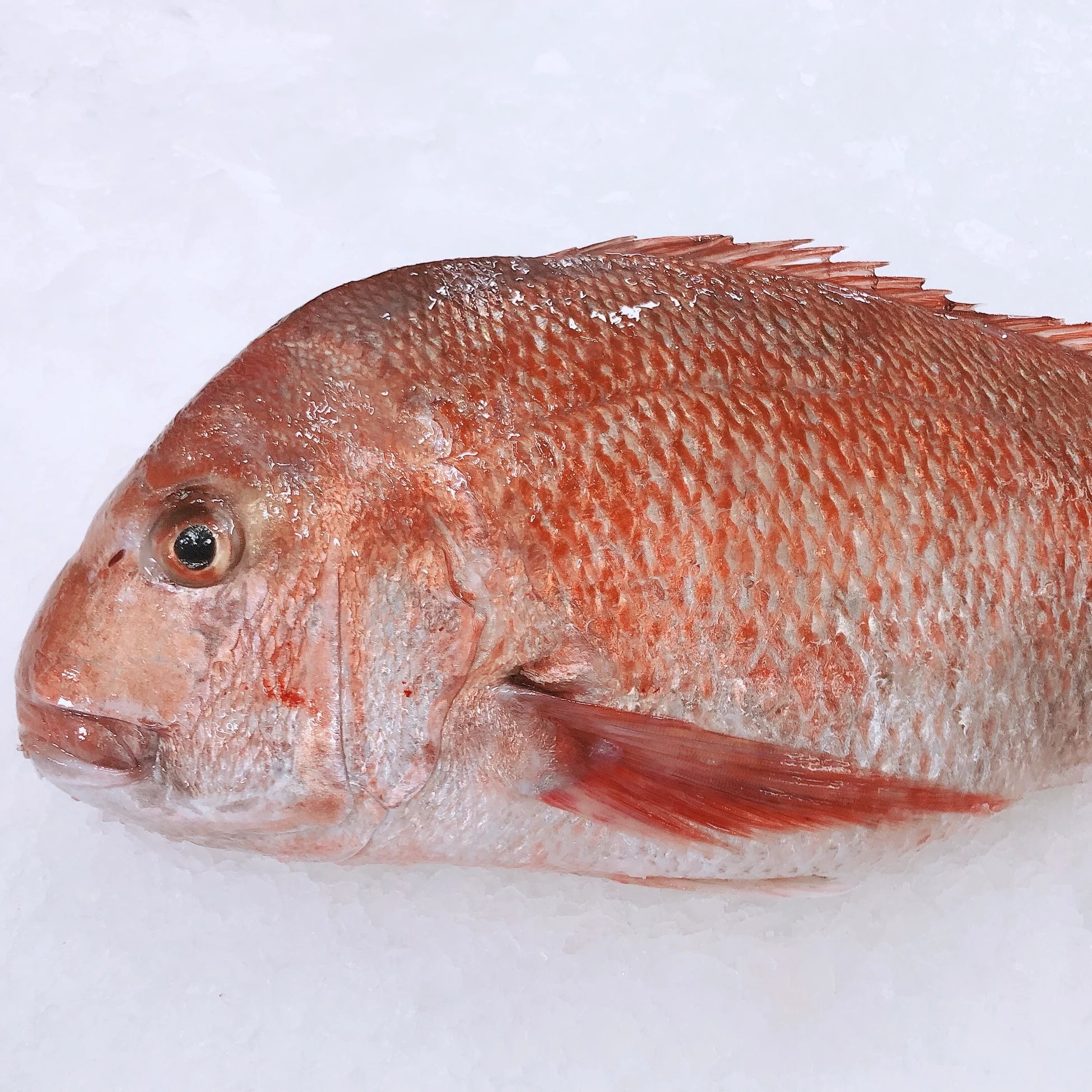 LARGE SNAPPER 1.8KG - 2KG (1 FISH)