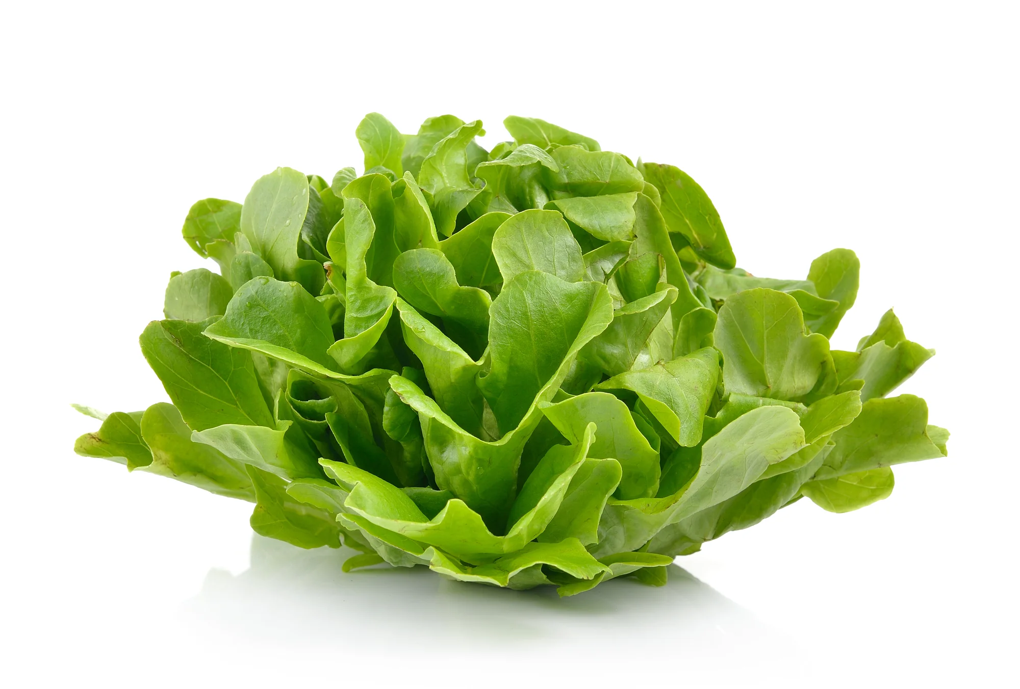 LETTUCE GREEN OAK (1 BUNCH)