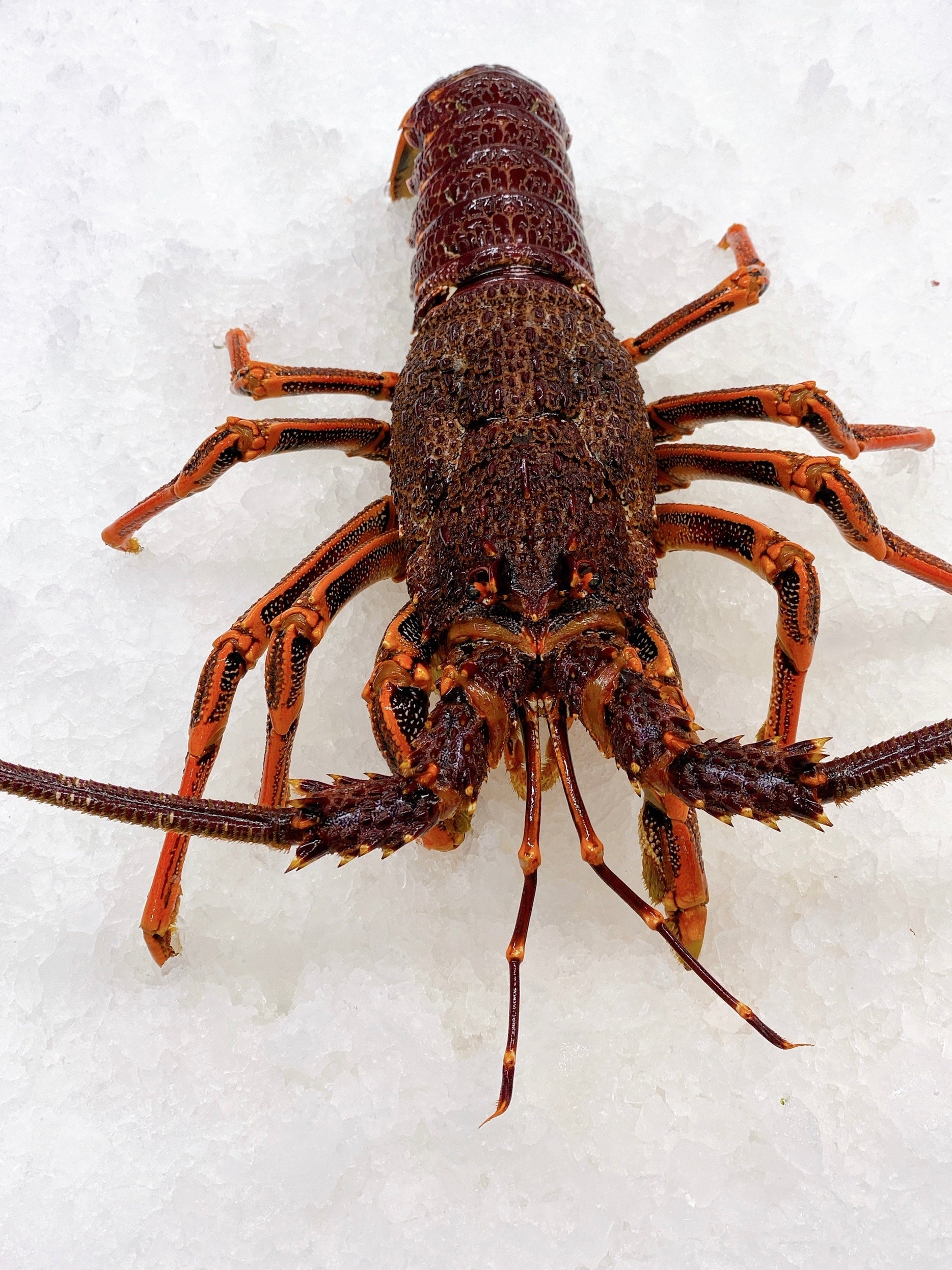 LIVE LARGE SOUTHERN (TASMANIAN) ROCK LOBSTERS 2.5KG - 2.7KG