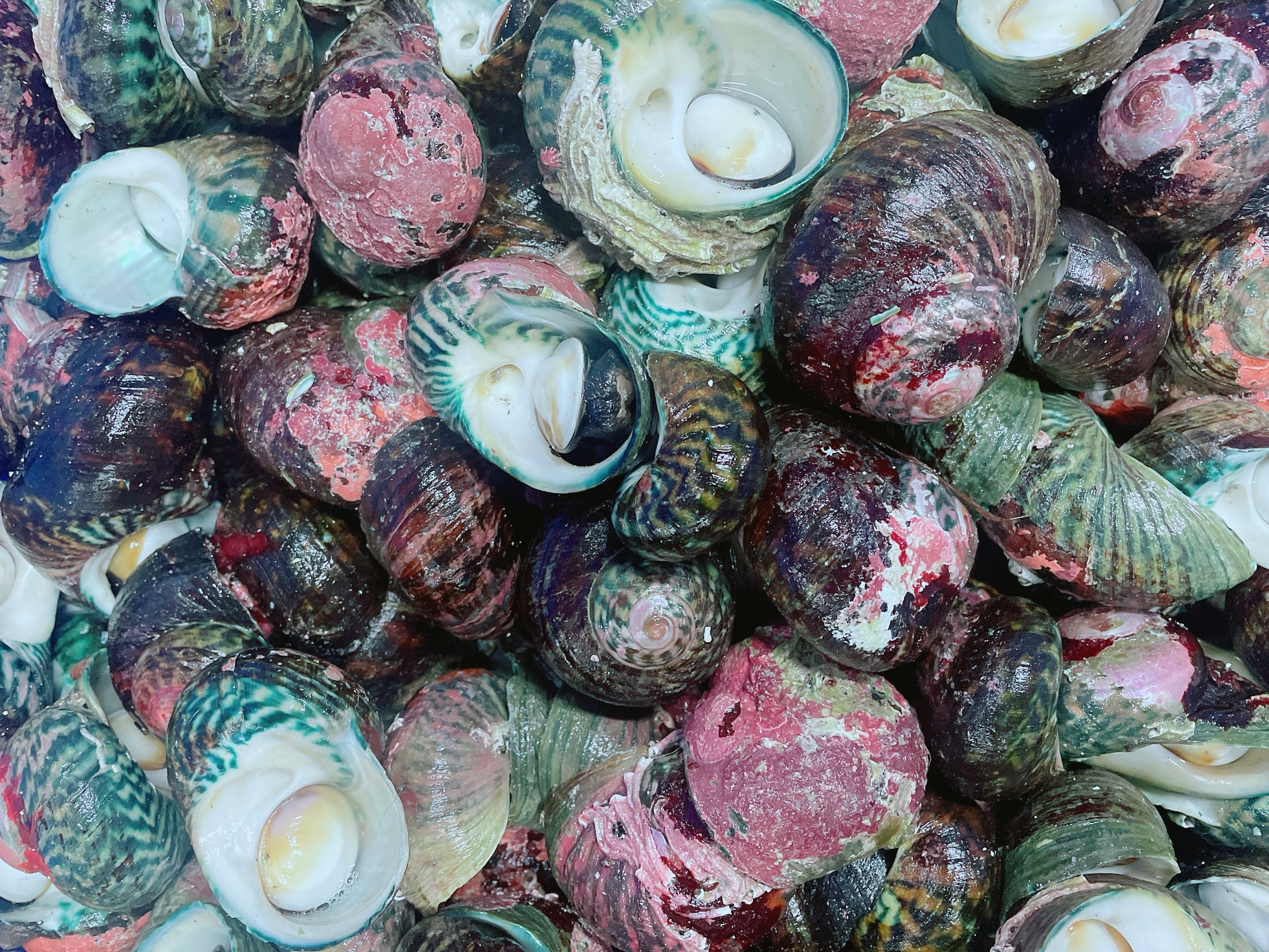 LIVE PERIWINKLES (MIN 1KG)