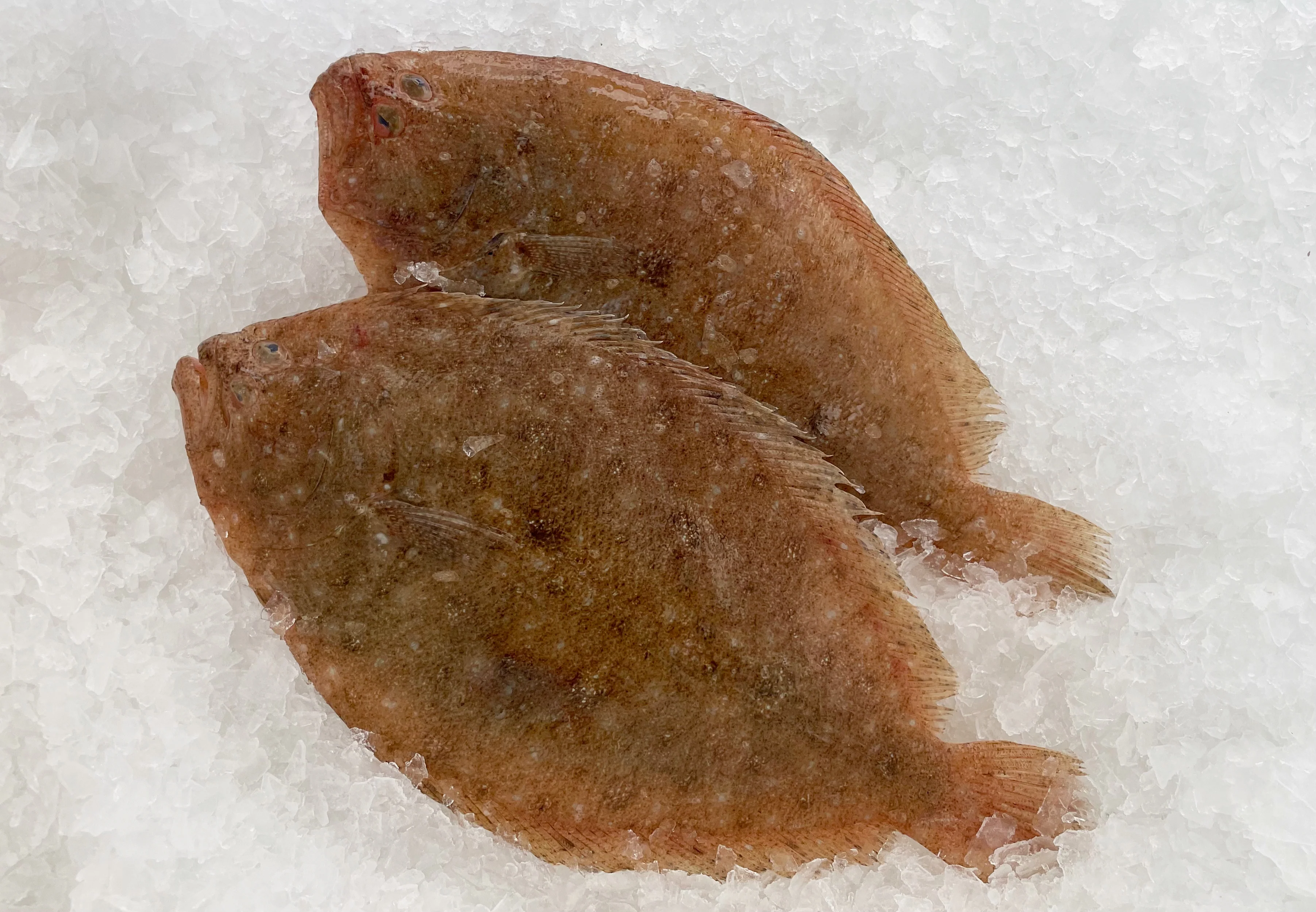LOCAL FLOUNDER (MIN 1KG)
