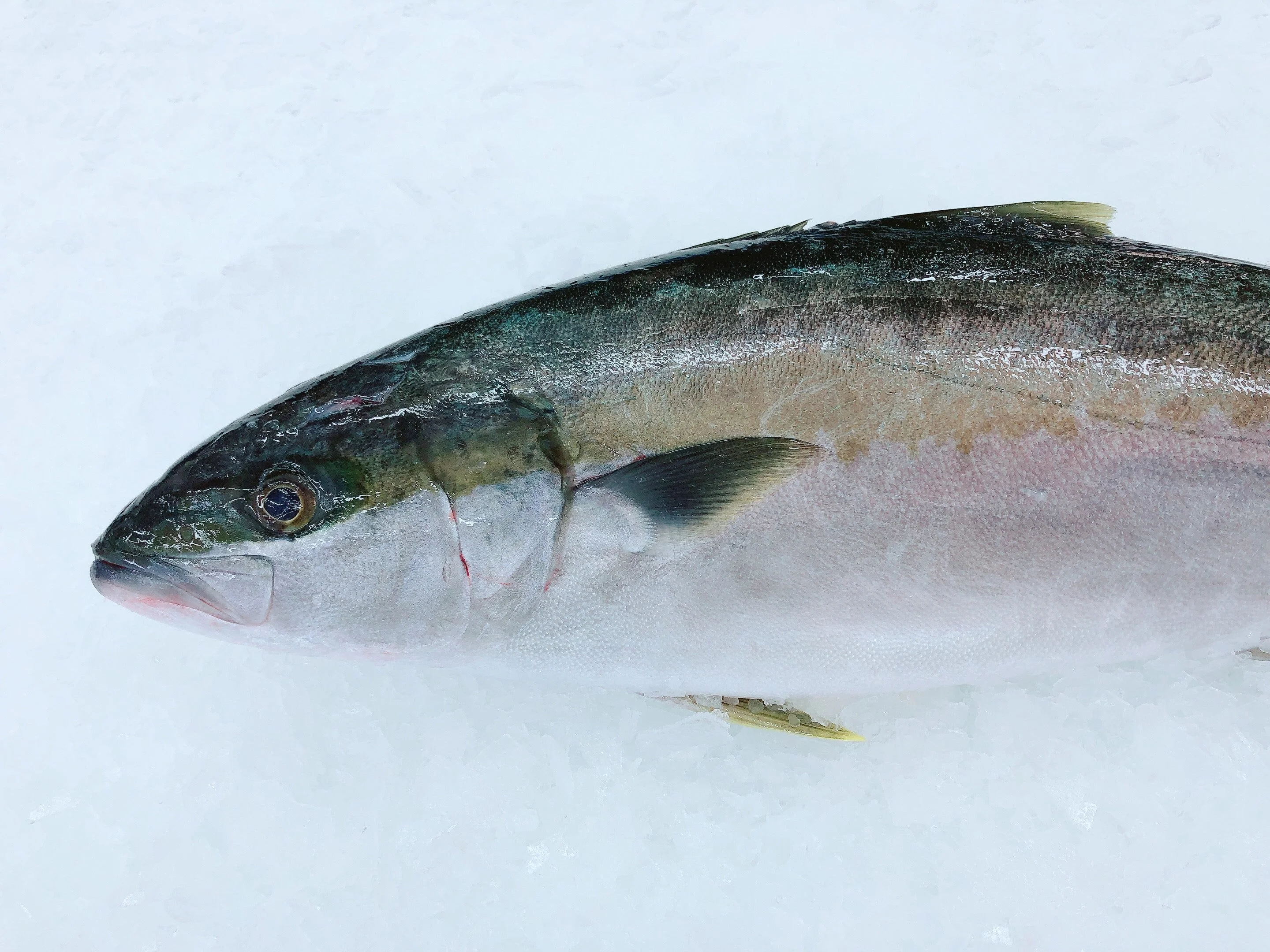 LOCAL WILD KINGFISH 5.8KG - 6KG (1 FISH)