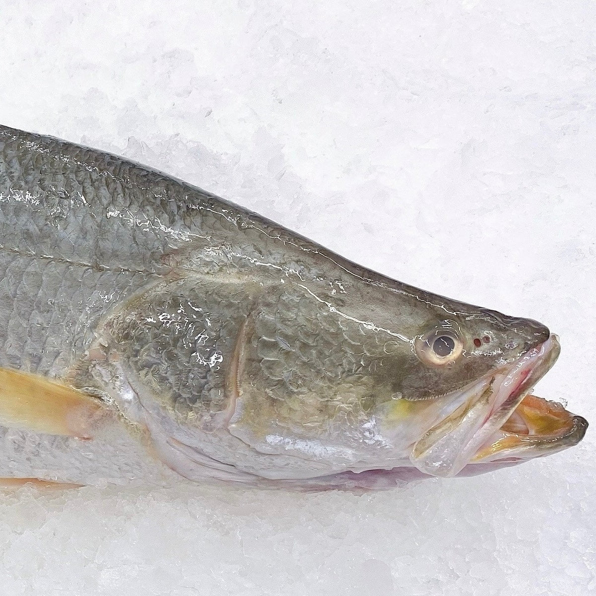 MEDIUM HUMPTY DOO BARRAMUNDI 2.2KG - 2.4KG (1 FISH)