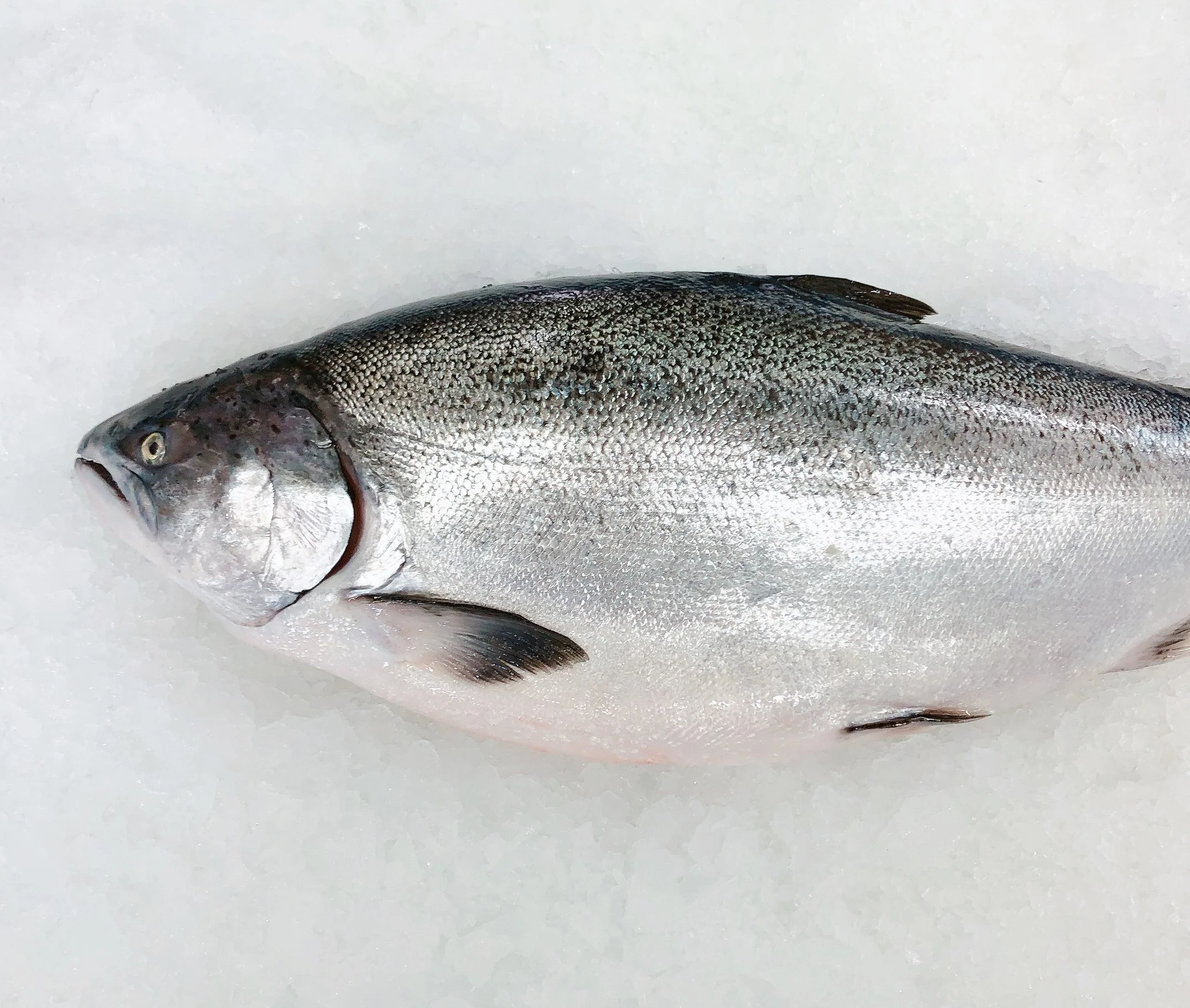 NZ ORA KING SALMON 3.6KG - 3.8KG (1 FISH)