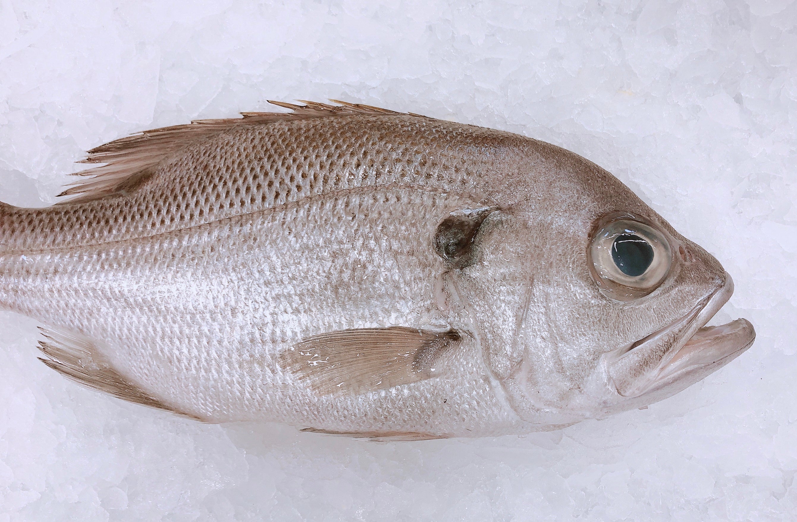 PEARL PERCH 1.3KG - 1.5KG (1 FISH)