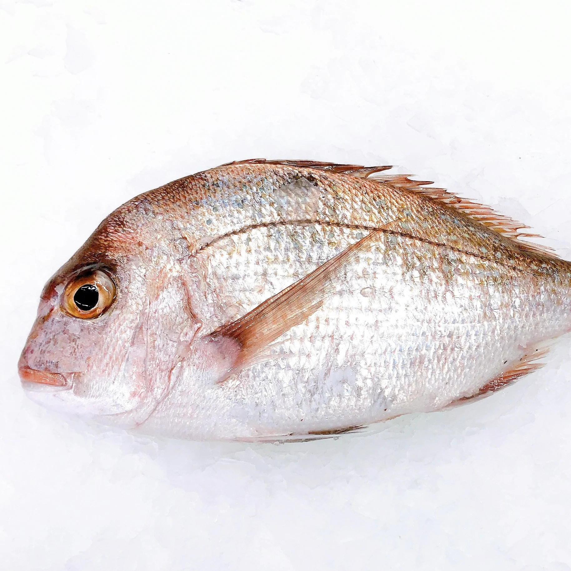 PLATE SIZE SNAPPERS 500G - 550G (1 FISH)