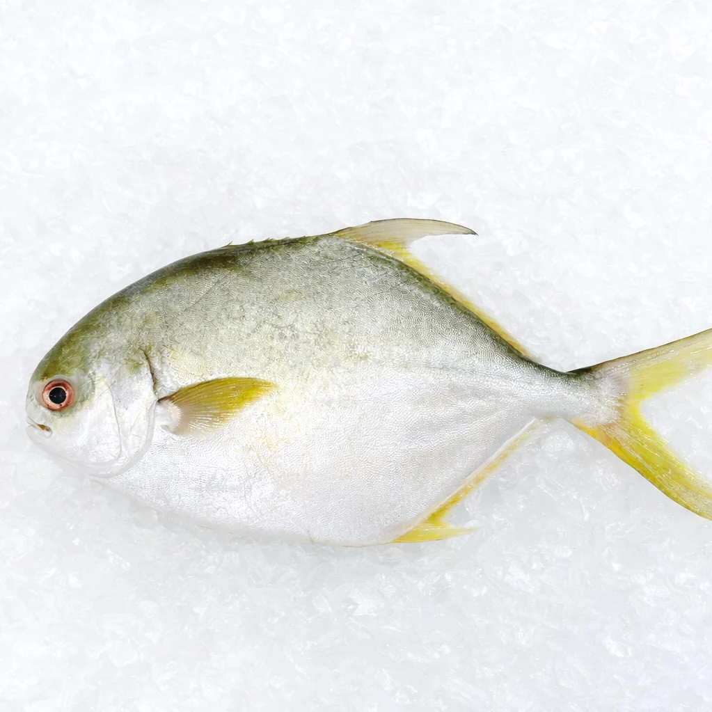 GOLDEN POMFRET 800G - 1KG (1 FISH)