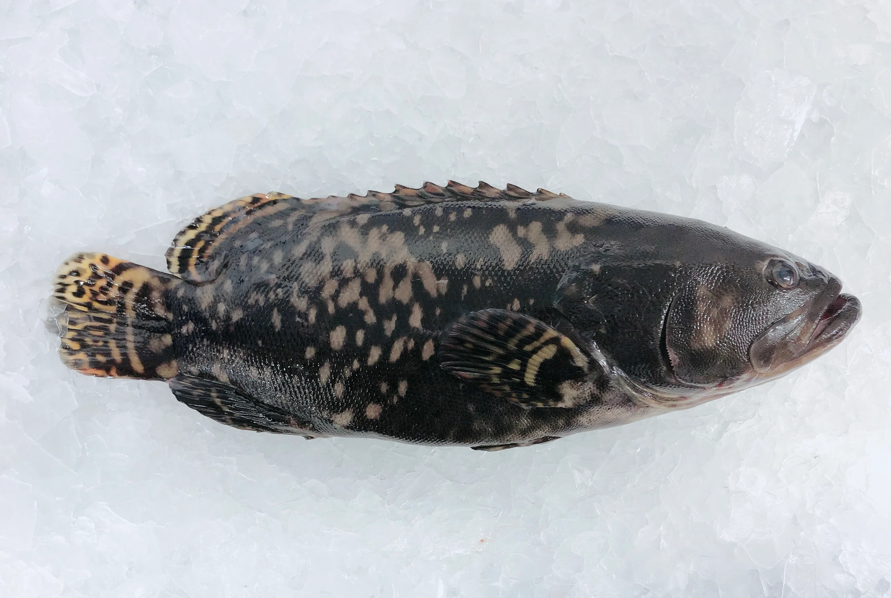 QLD GROUPER 3.5KG - 3.7KG (1 FISH)