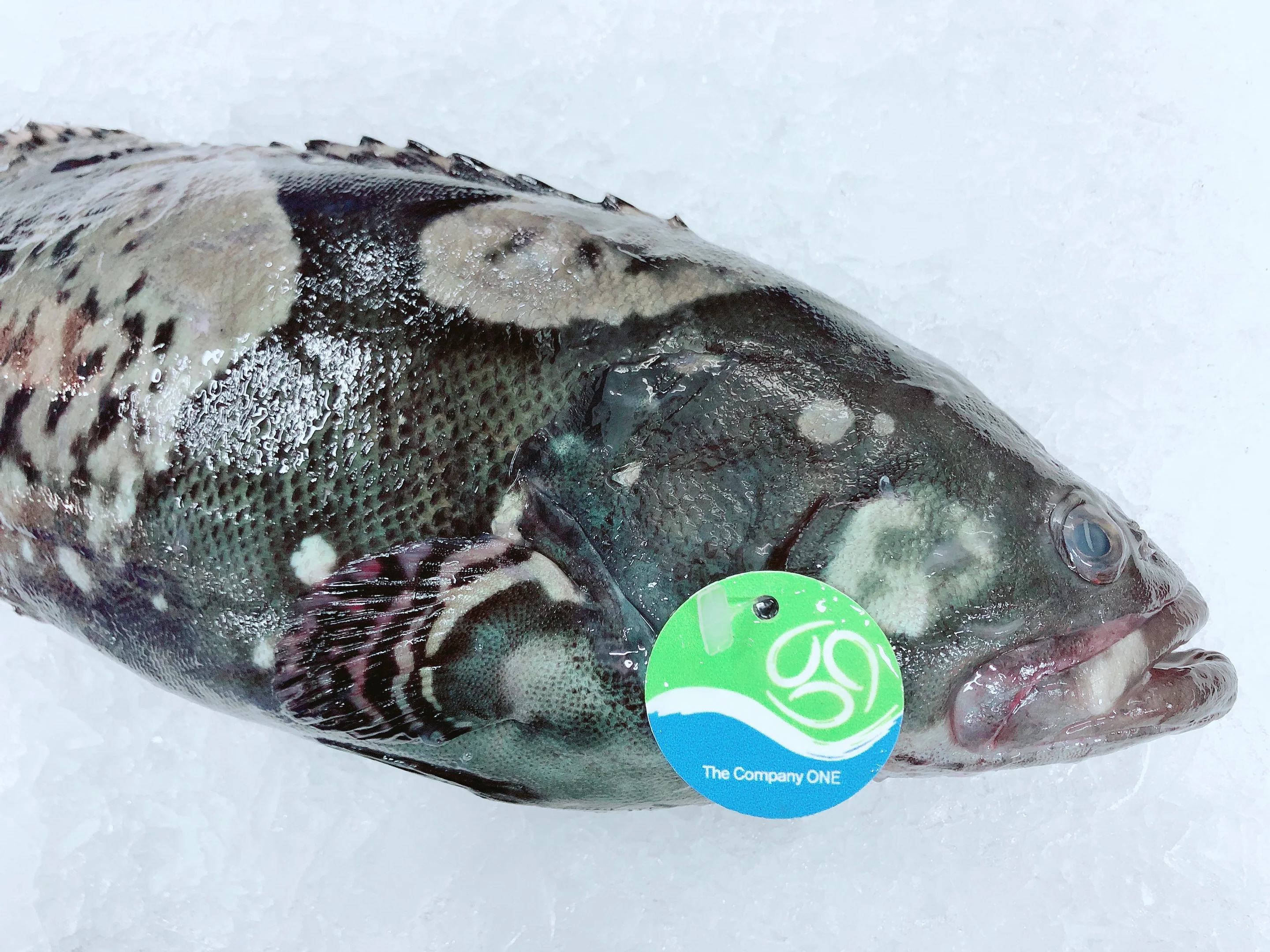 QLD GROUPER 3.5KG - 3.7KG (1 FISH) - Image 2
