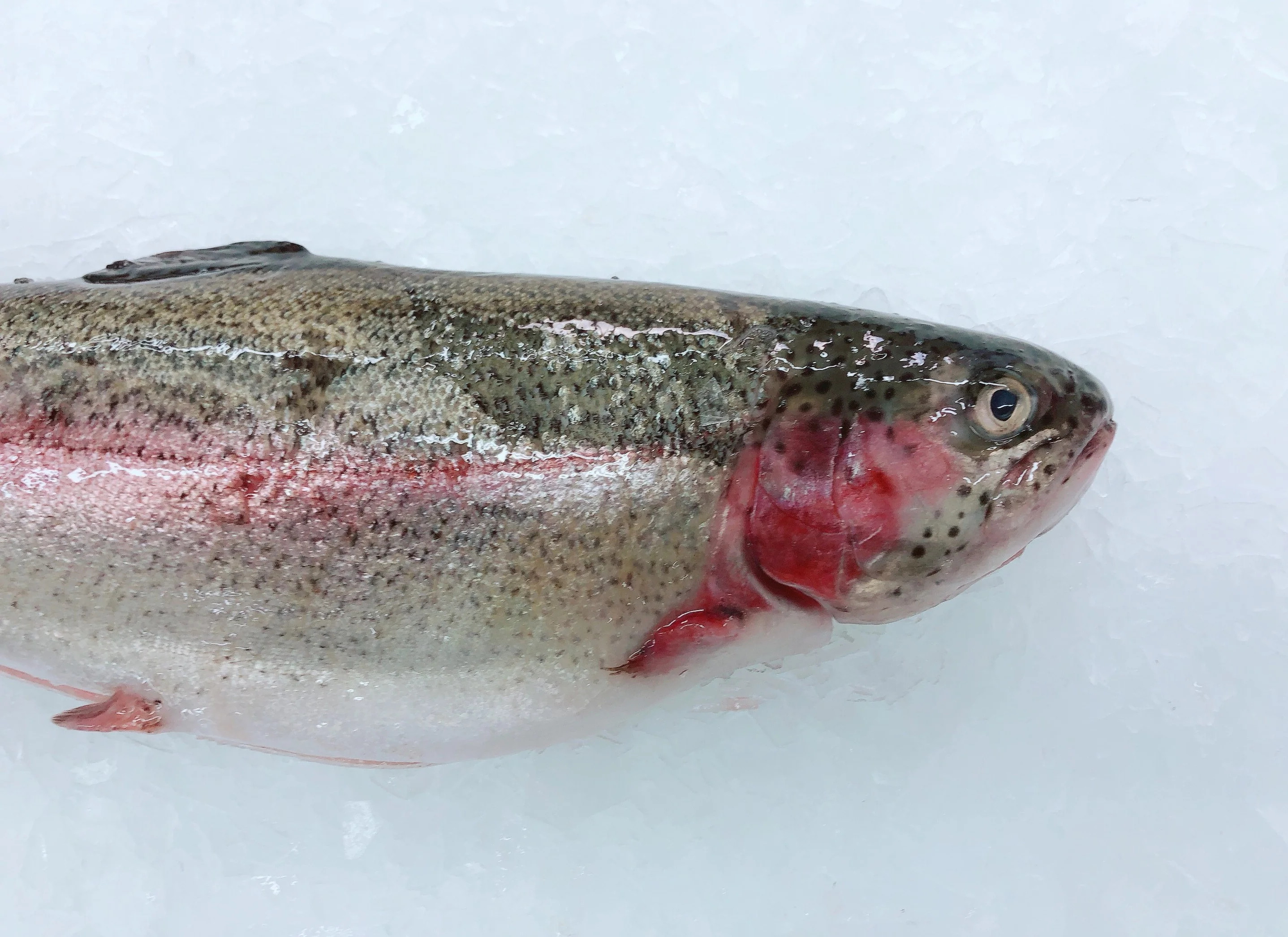RAINBOW TROUT 600G - 650G (1 FISH)