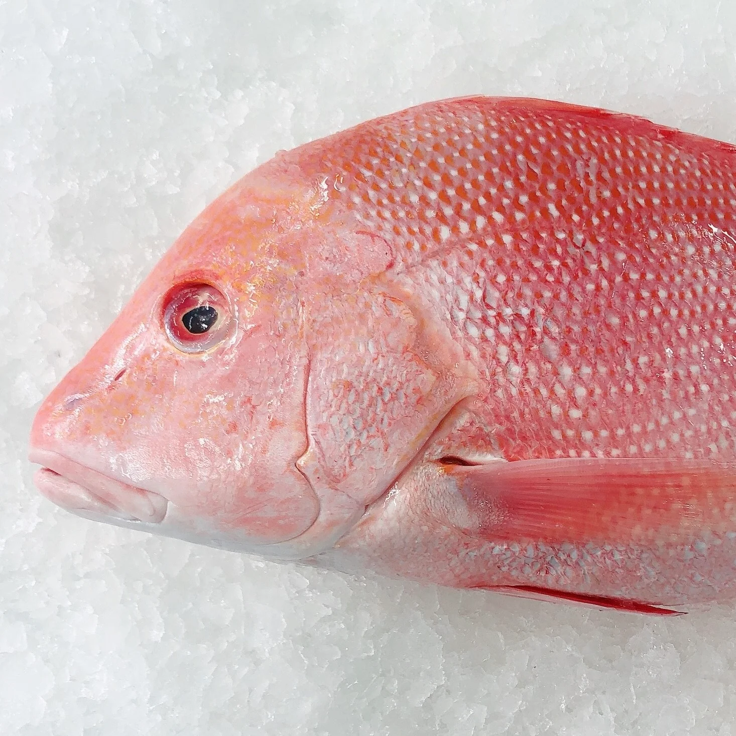 RED EMPEROR 2.2KG - 2.4KG (1 FISH)
