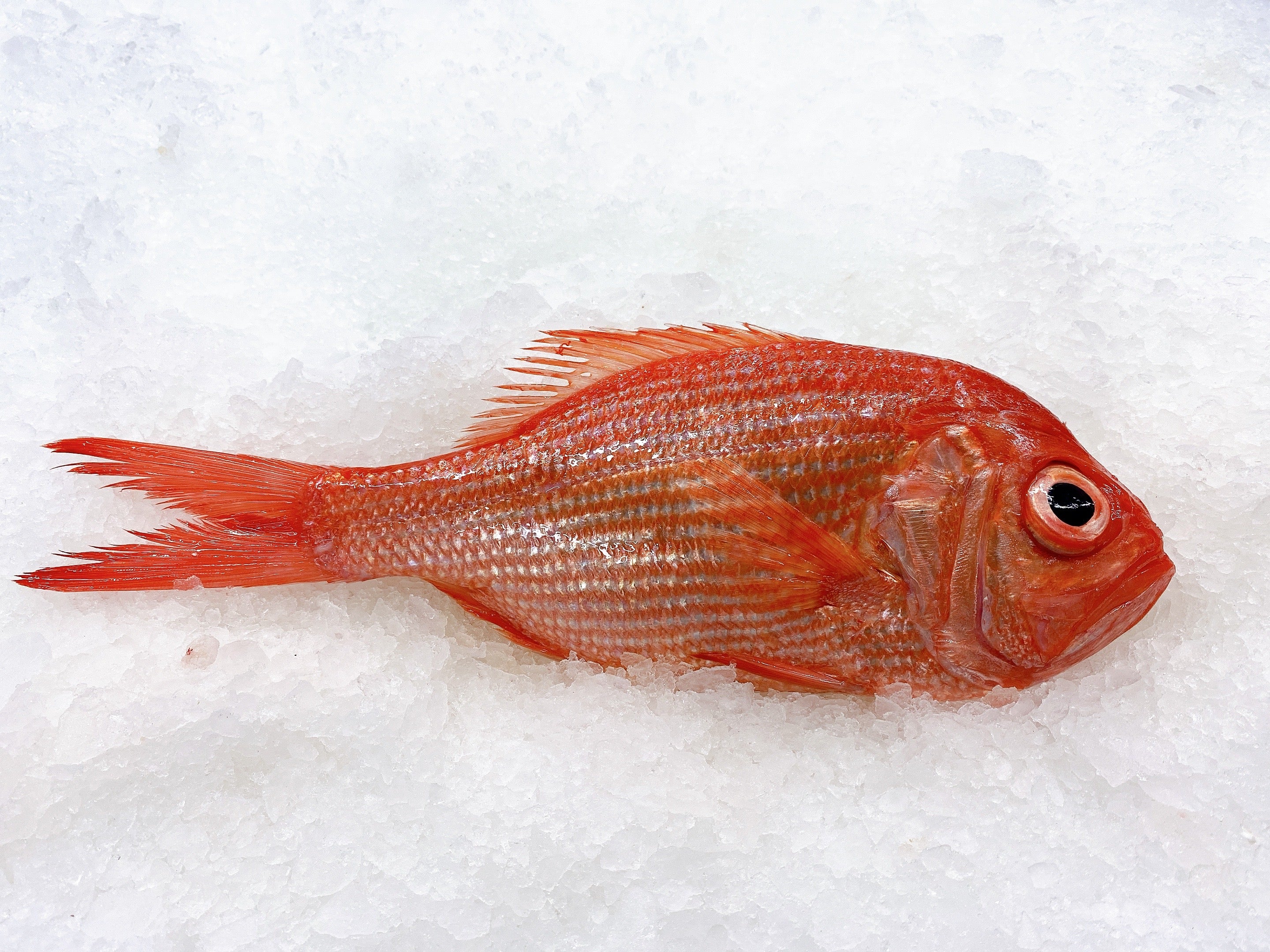 REDFISH 1.6KG - 1.8KG (1 FISH)