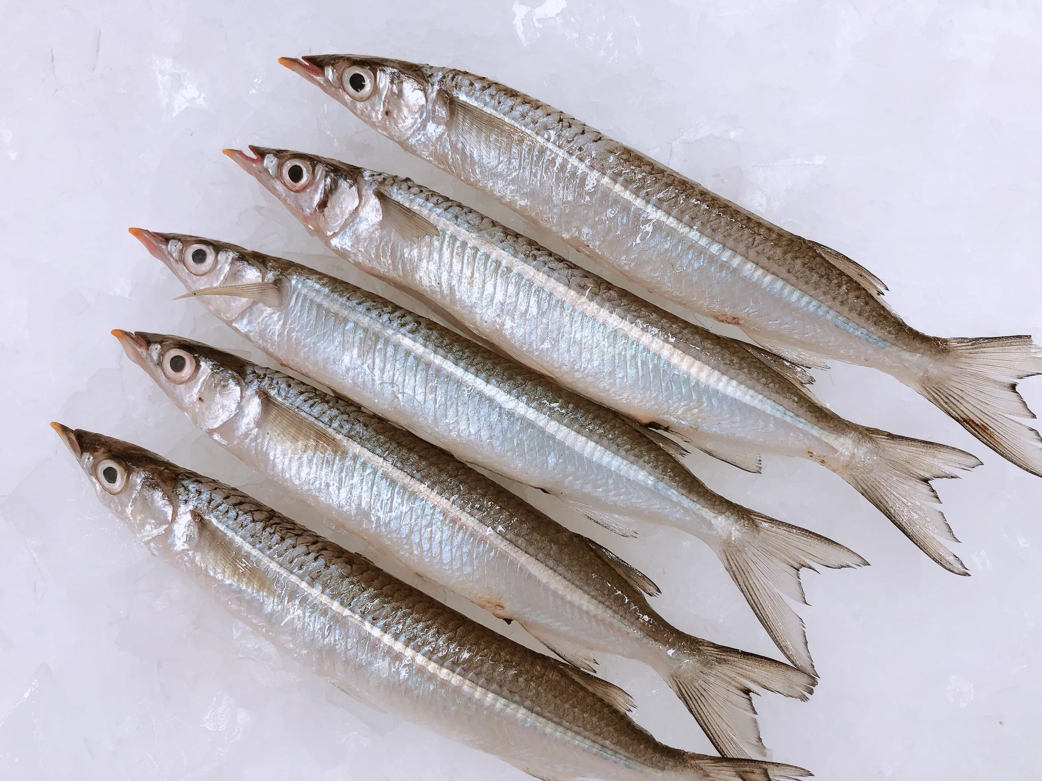 RIVER GARFISH (MIN 500G)