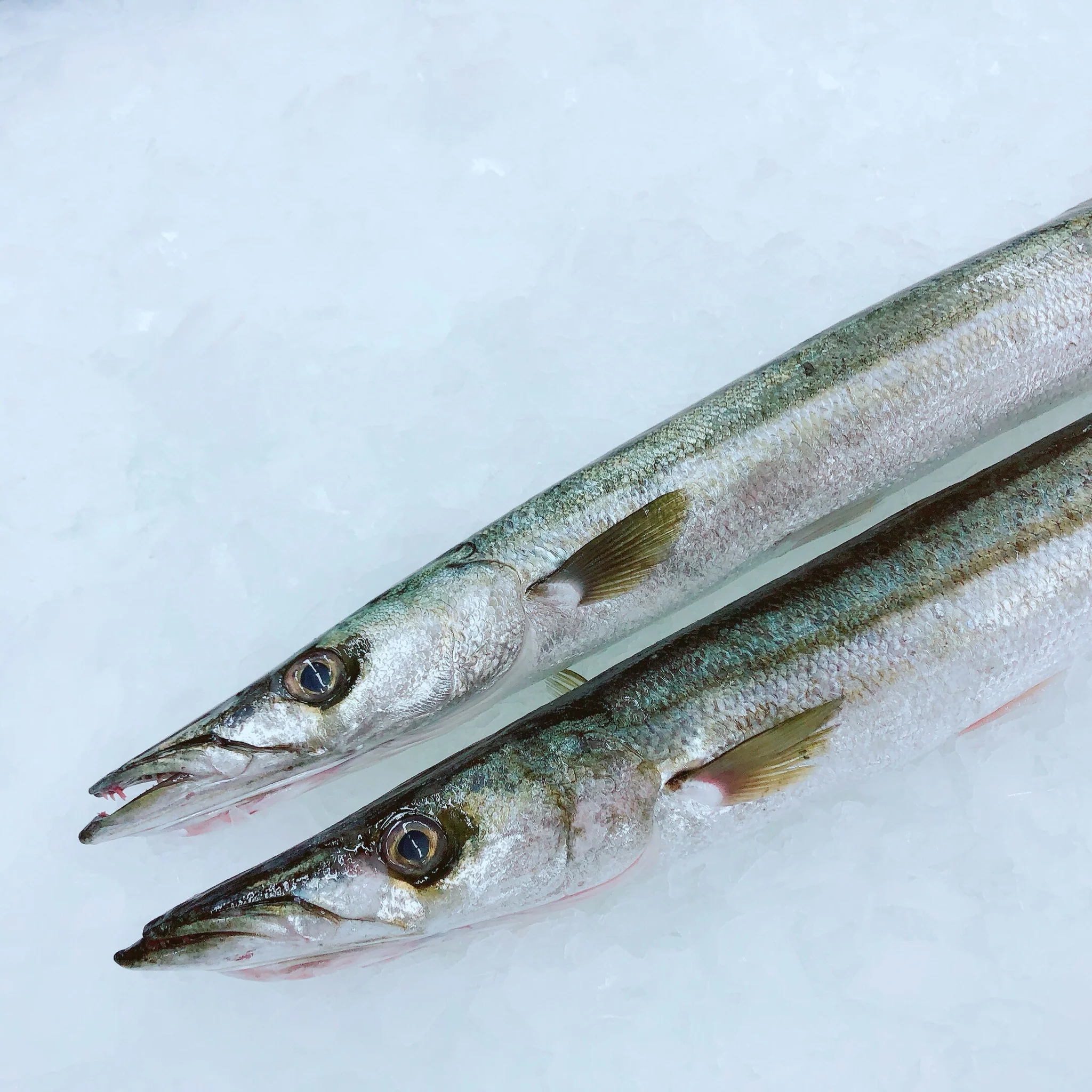 SNOOK (PIKE) 800G - 1KG (1 FISH)