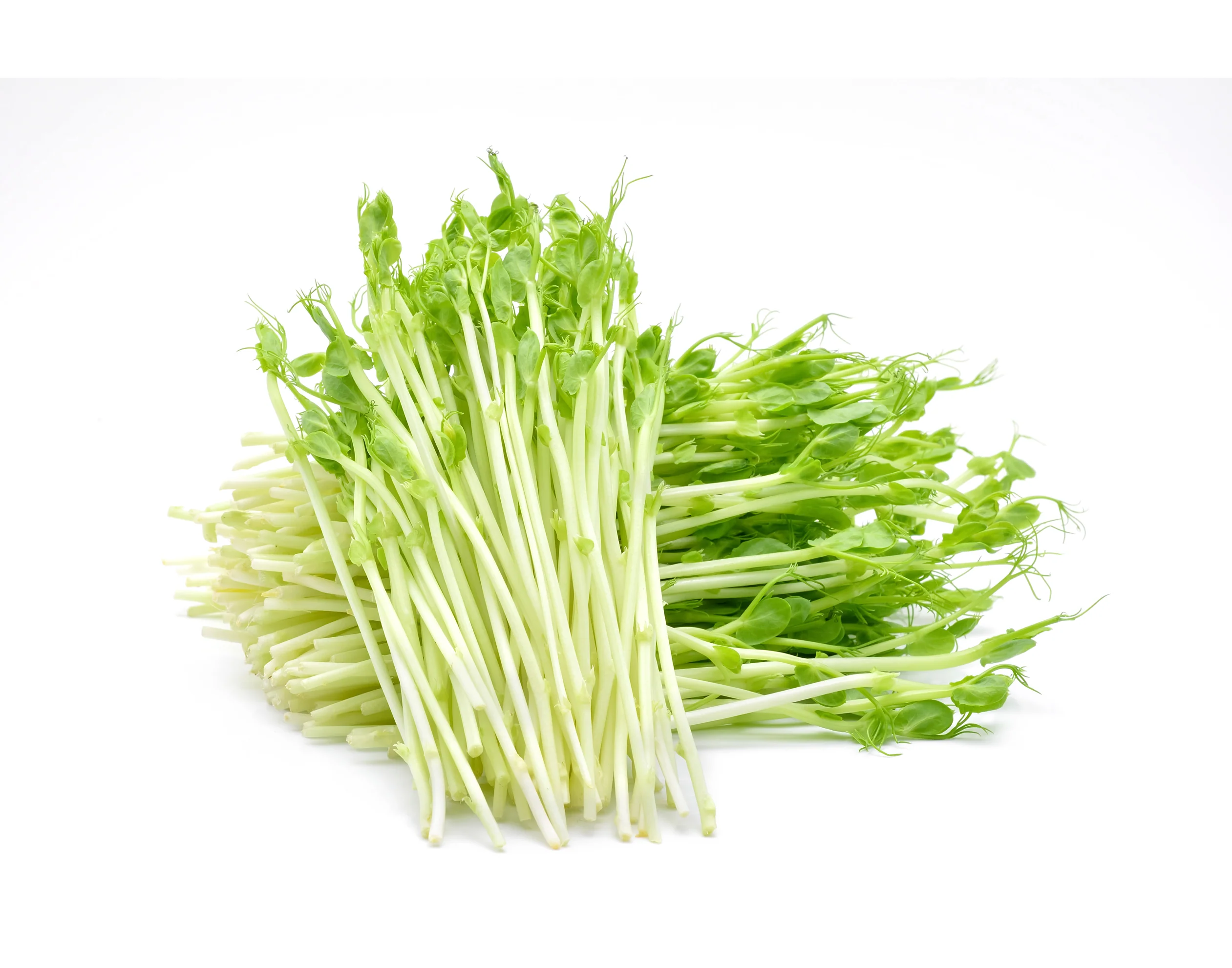 SNOW PEA SPROUTS (100G PUNNET)