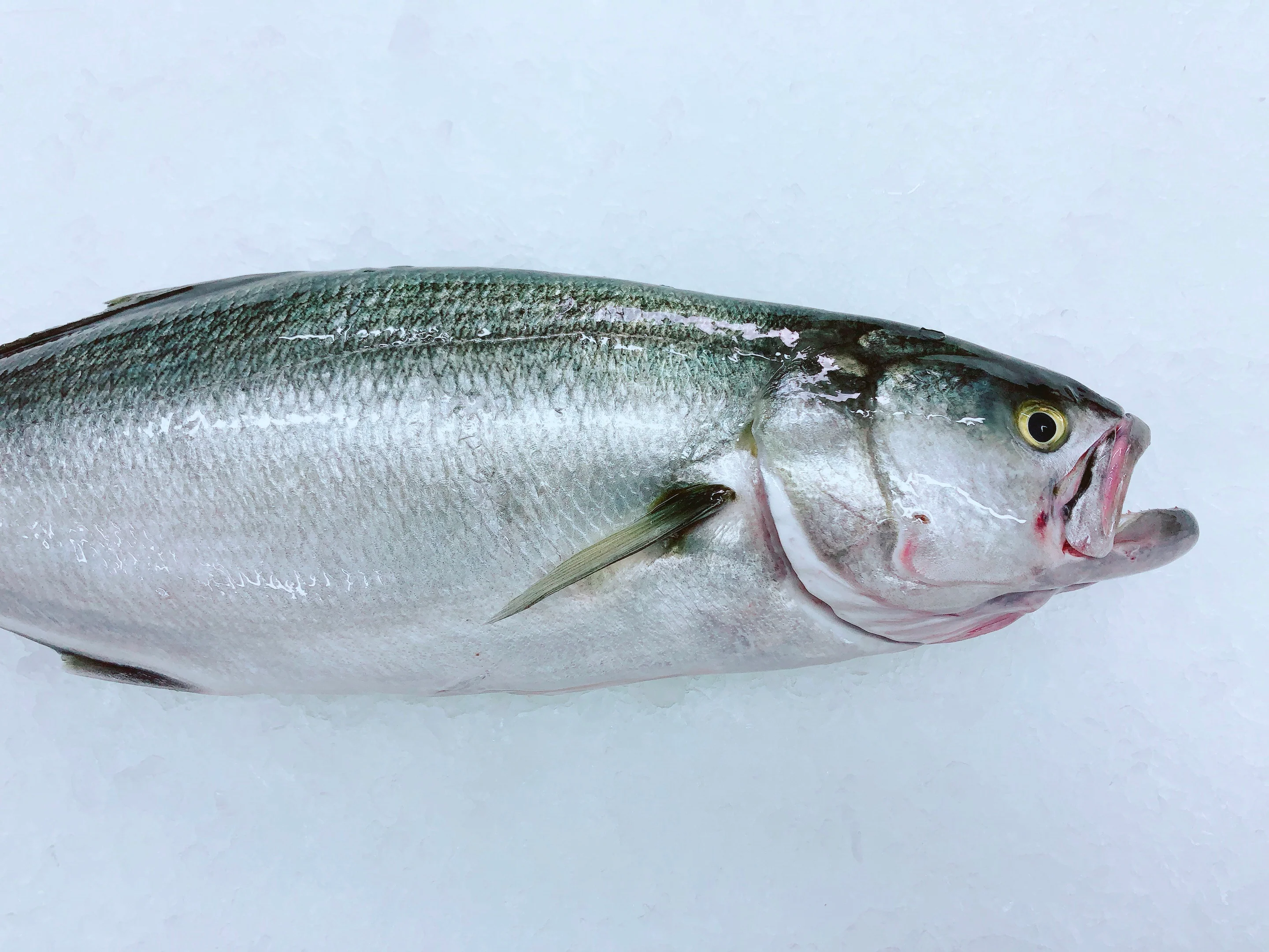 TAILOR 1KG - 1.2KG (1 FISH)