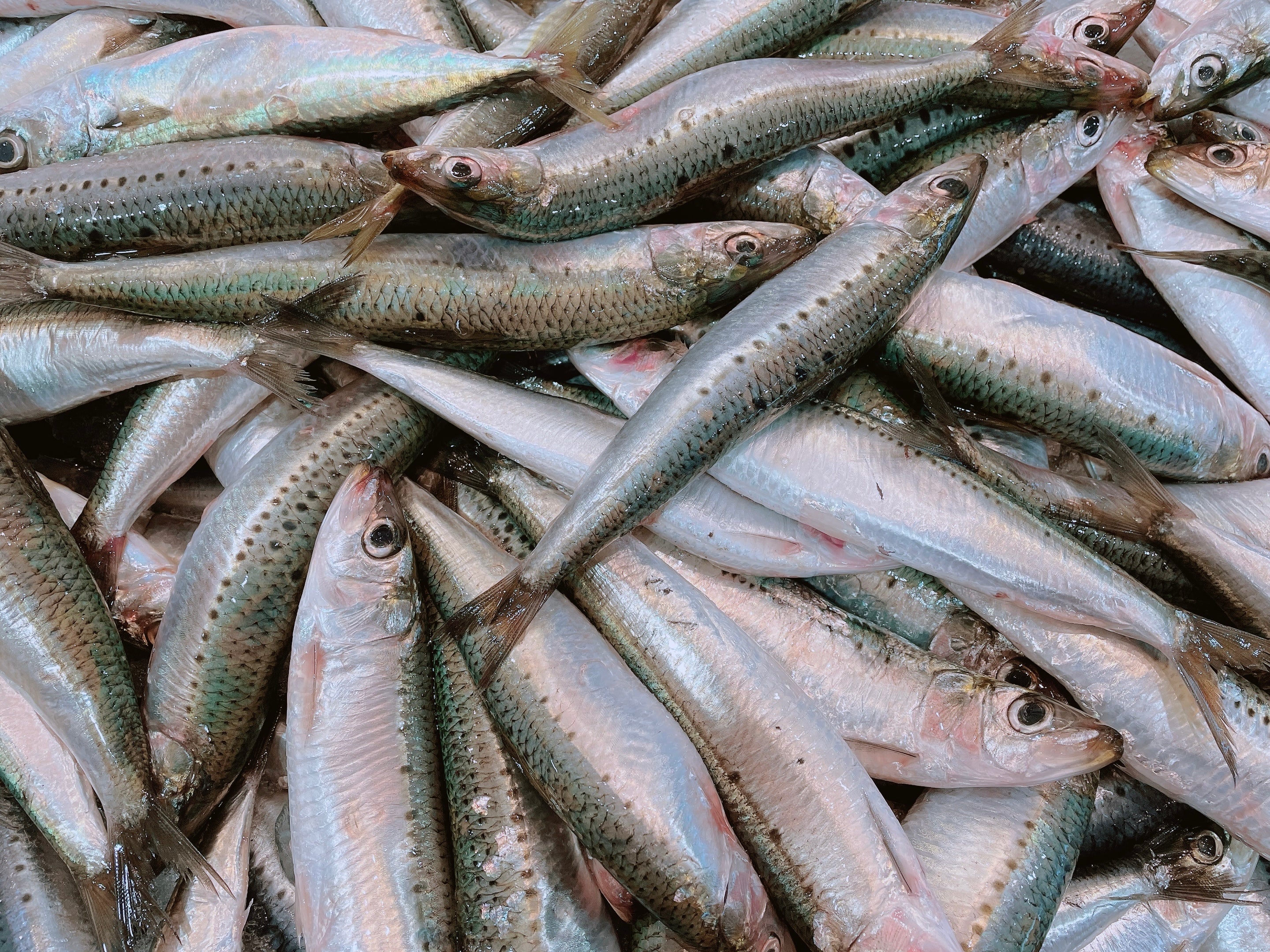 FRESH SARDINES (MIN 500G)