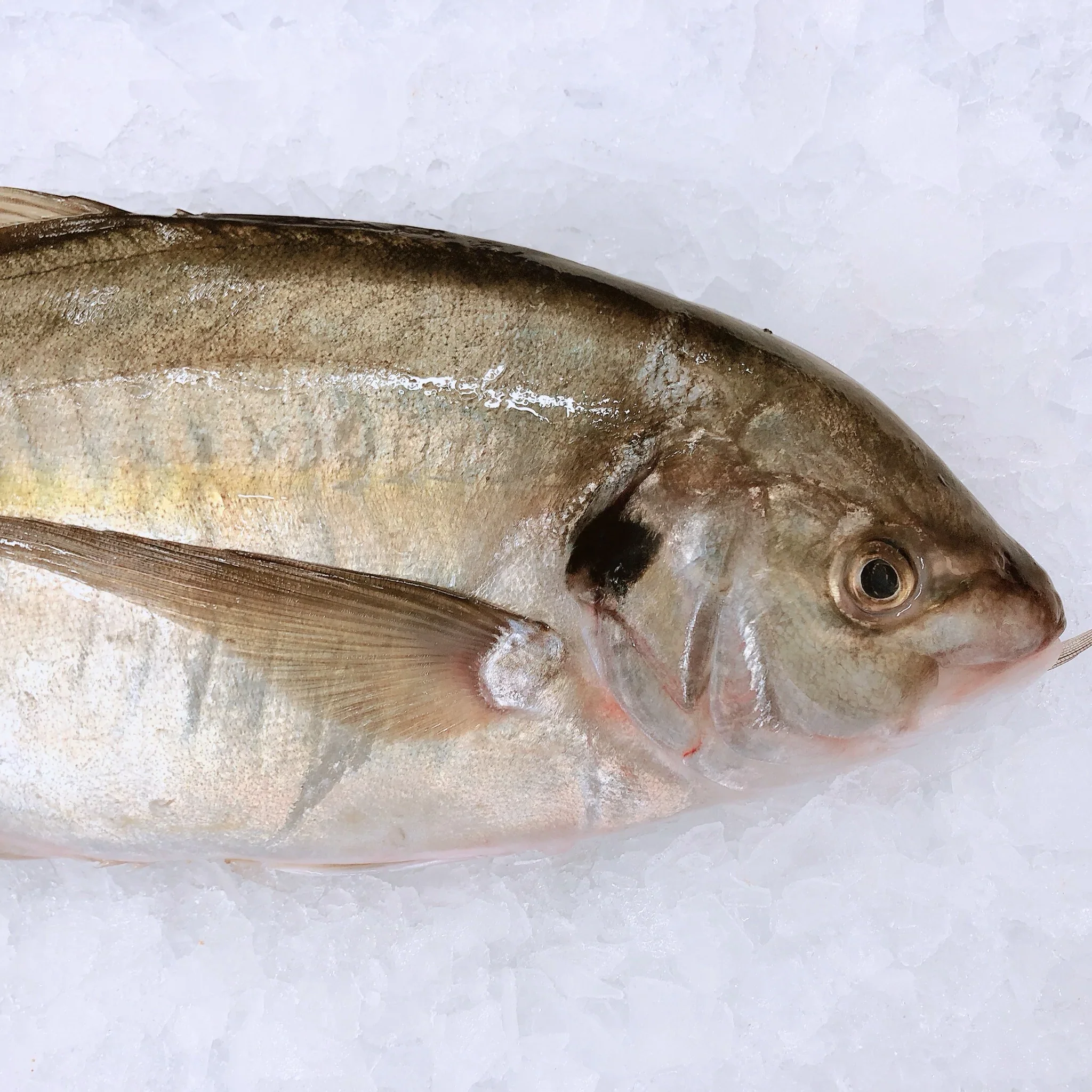 TREVALLY 700G - 900G (1 FISH)