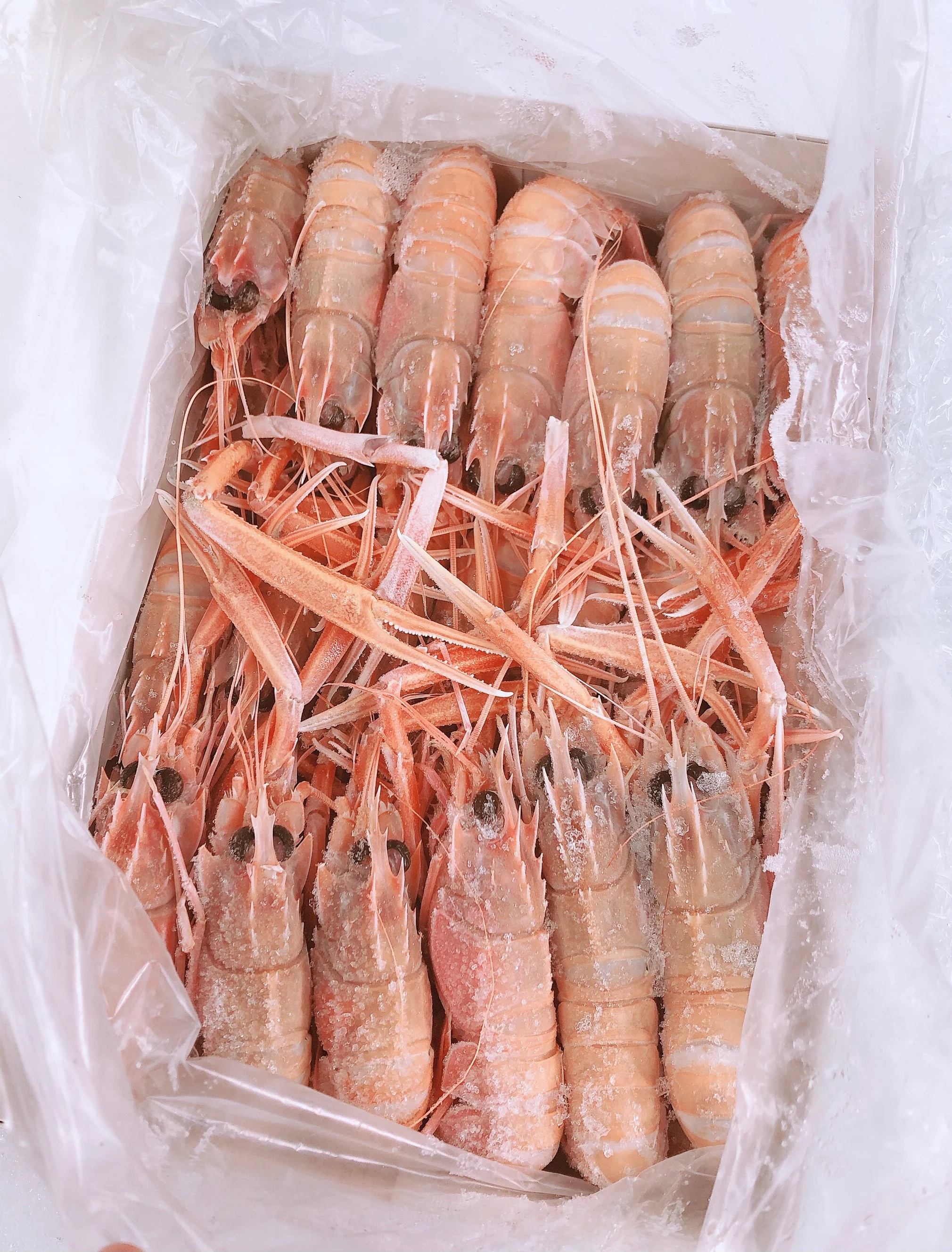 W.A. SCAMPI NO 2 (MED) 1KG