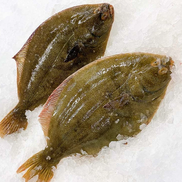 YELLOWBELLY FLOUNDER 400G - 500G (1 FISH)