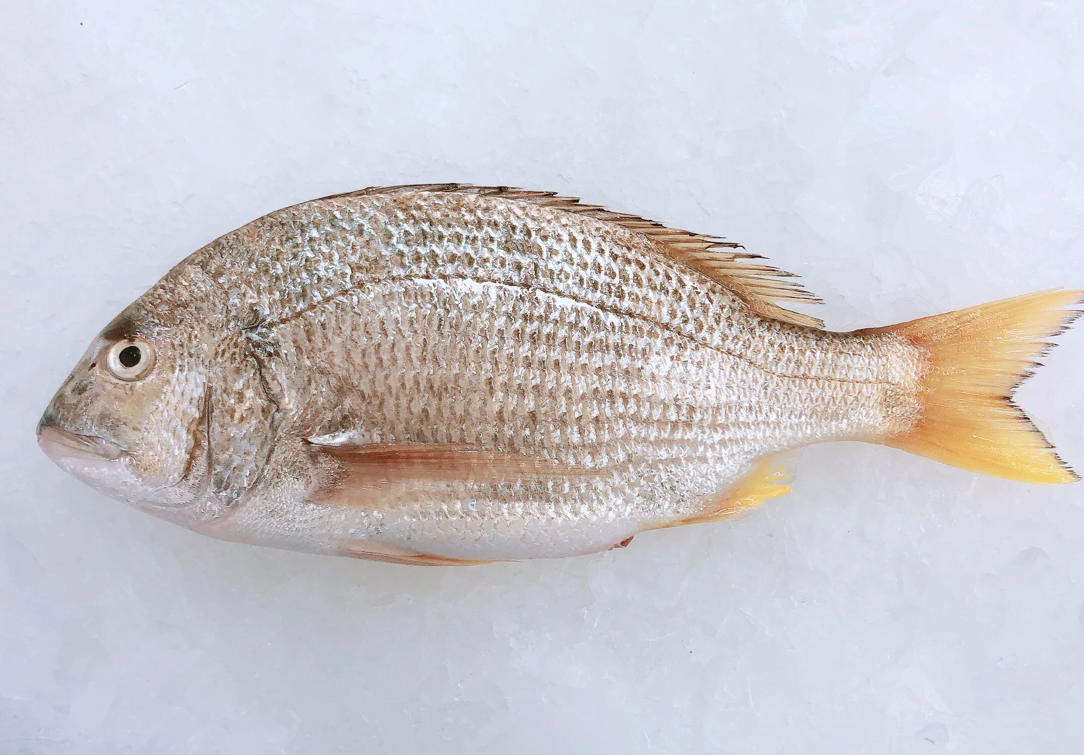 YELLOWFIN BREAM 1.3KG - 1.5KG (1 FISH)